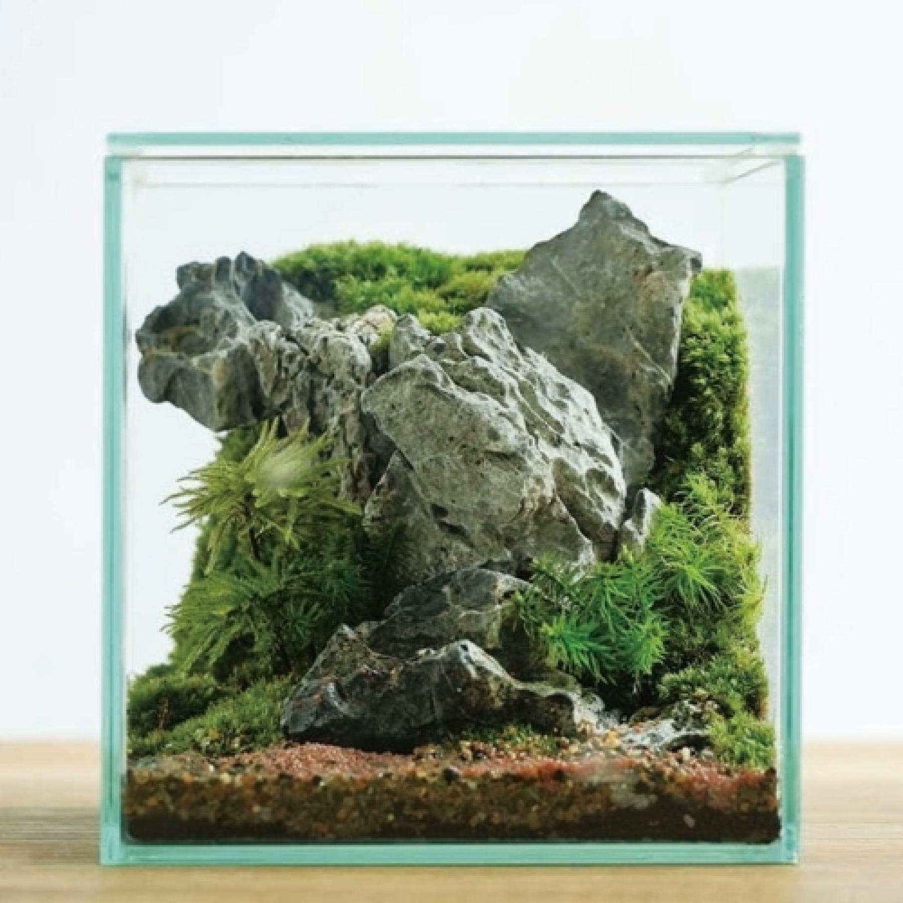 コケリウムCUBE