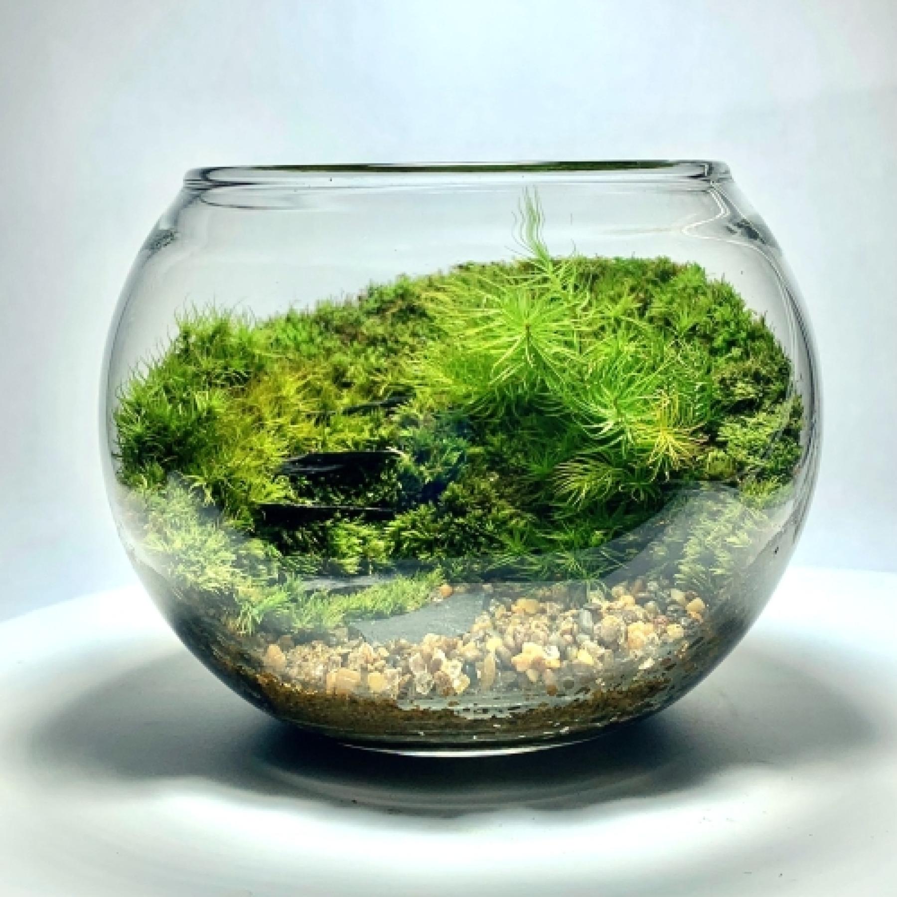 苔のテラリウムボウルＭ　階段型