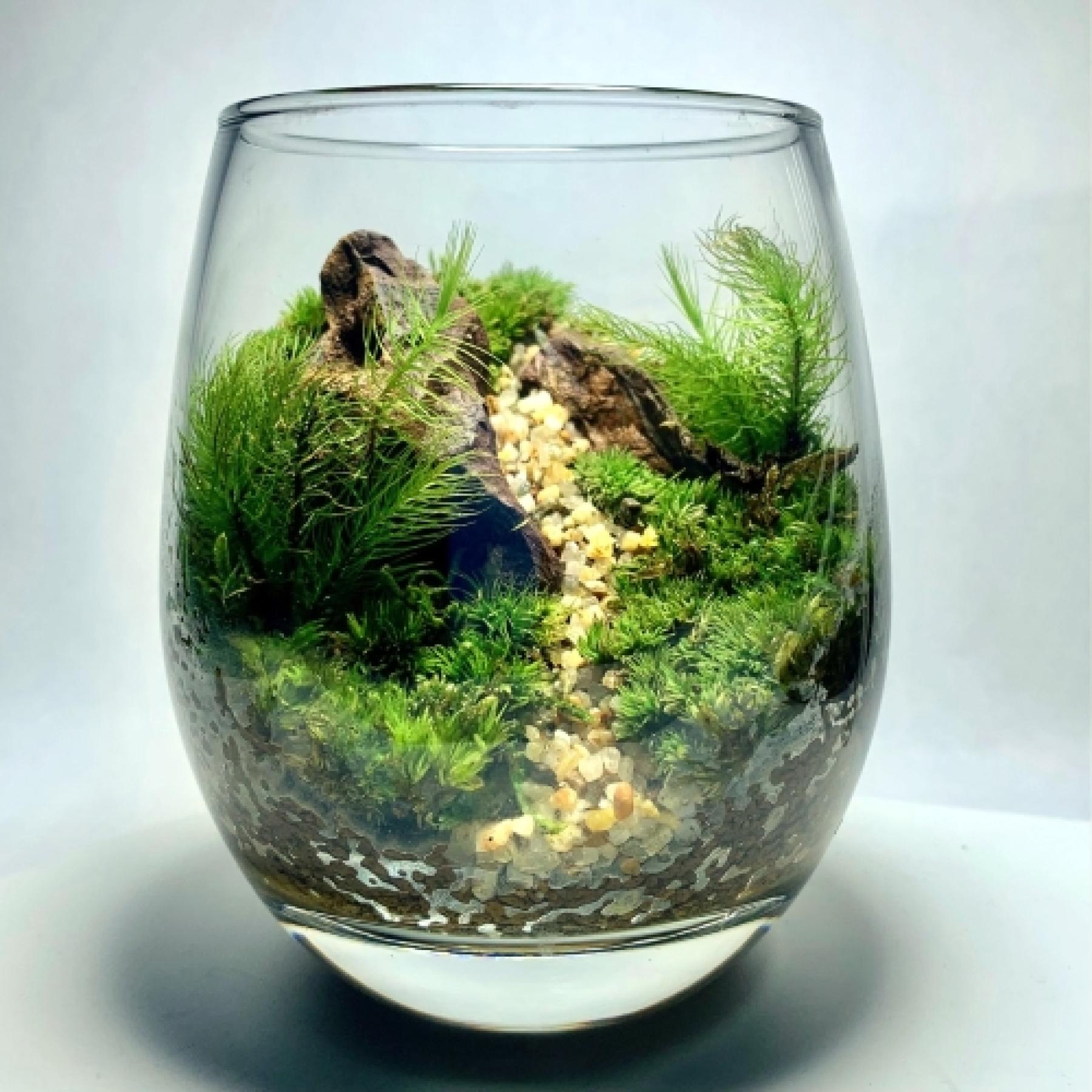 苔のティアーテラリウムグラス