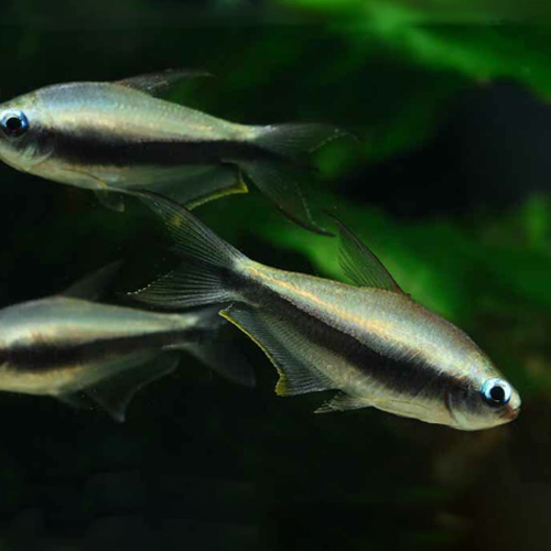 エンペラーテトラ