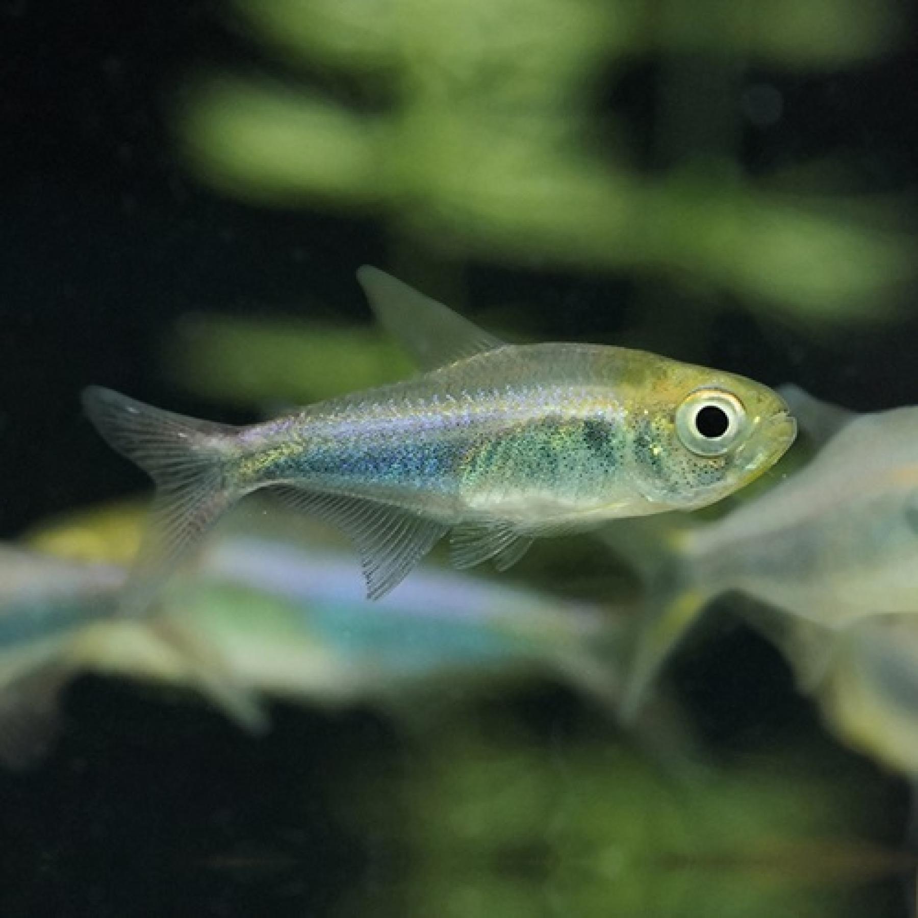 パープルブルーファラガテトラ（ブリード）（Ｌ）