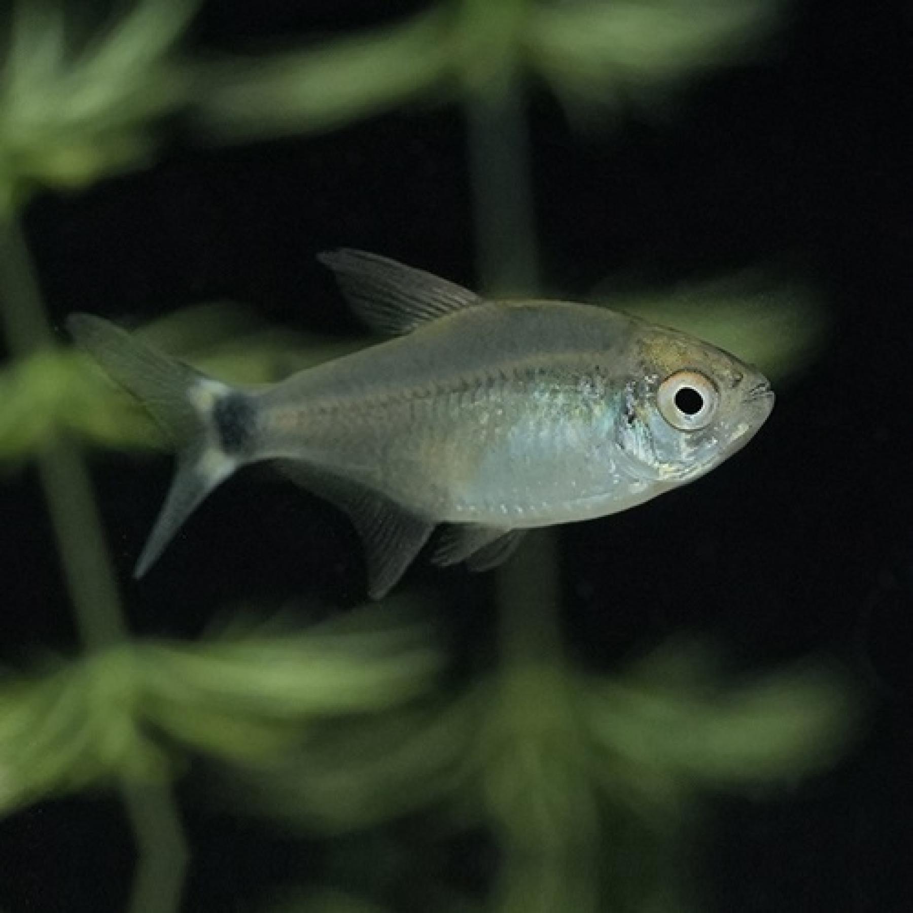 ハイフェソブリコン・ペウゲオティ（ブリード）