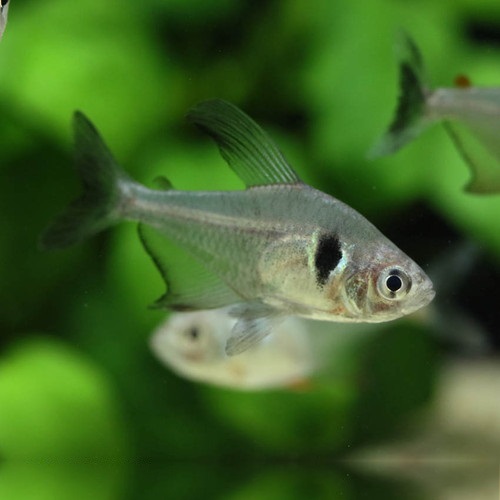 ブラックファントムテトラ（Ｌ）