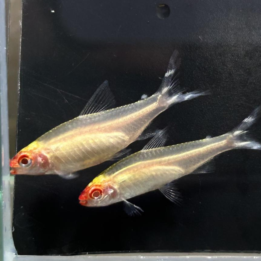 ゴールデンラミノーズテトラ