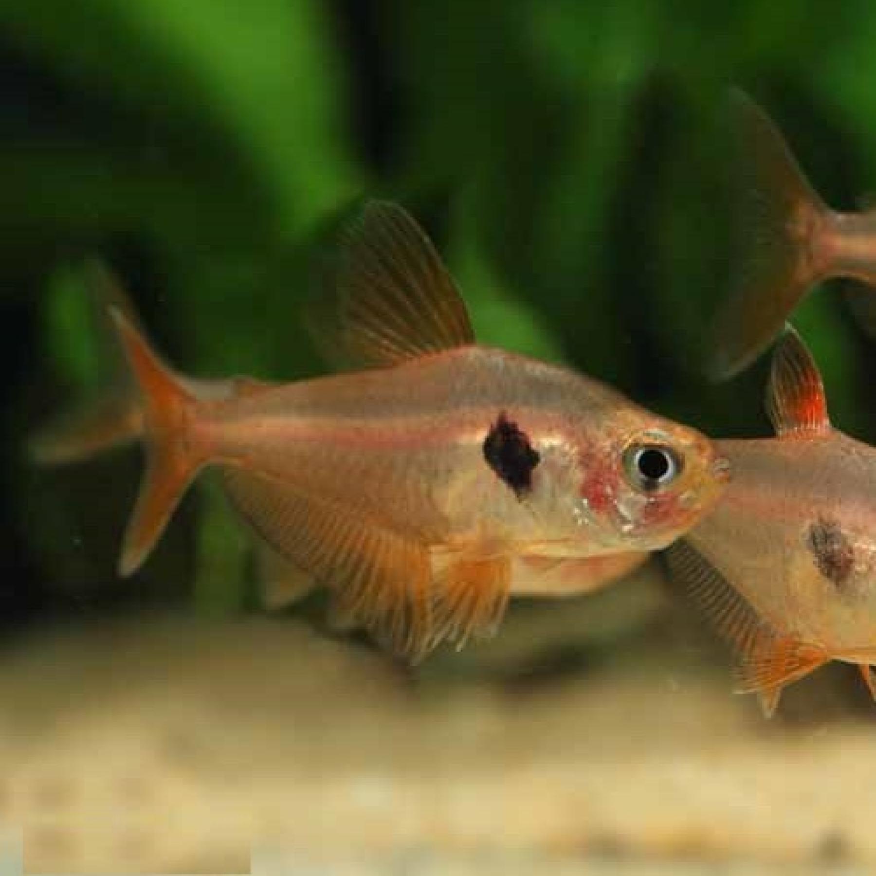 レッドファントムテトラ（ブリード）
