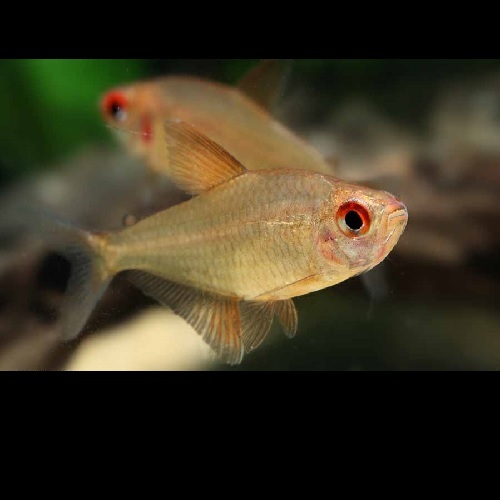 スーパーレモンテトラ（ブリード）