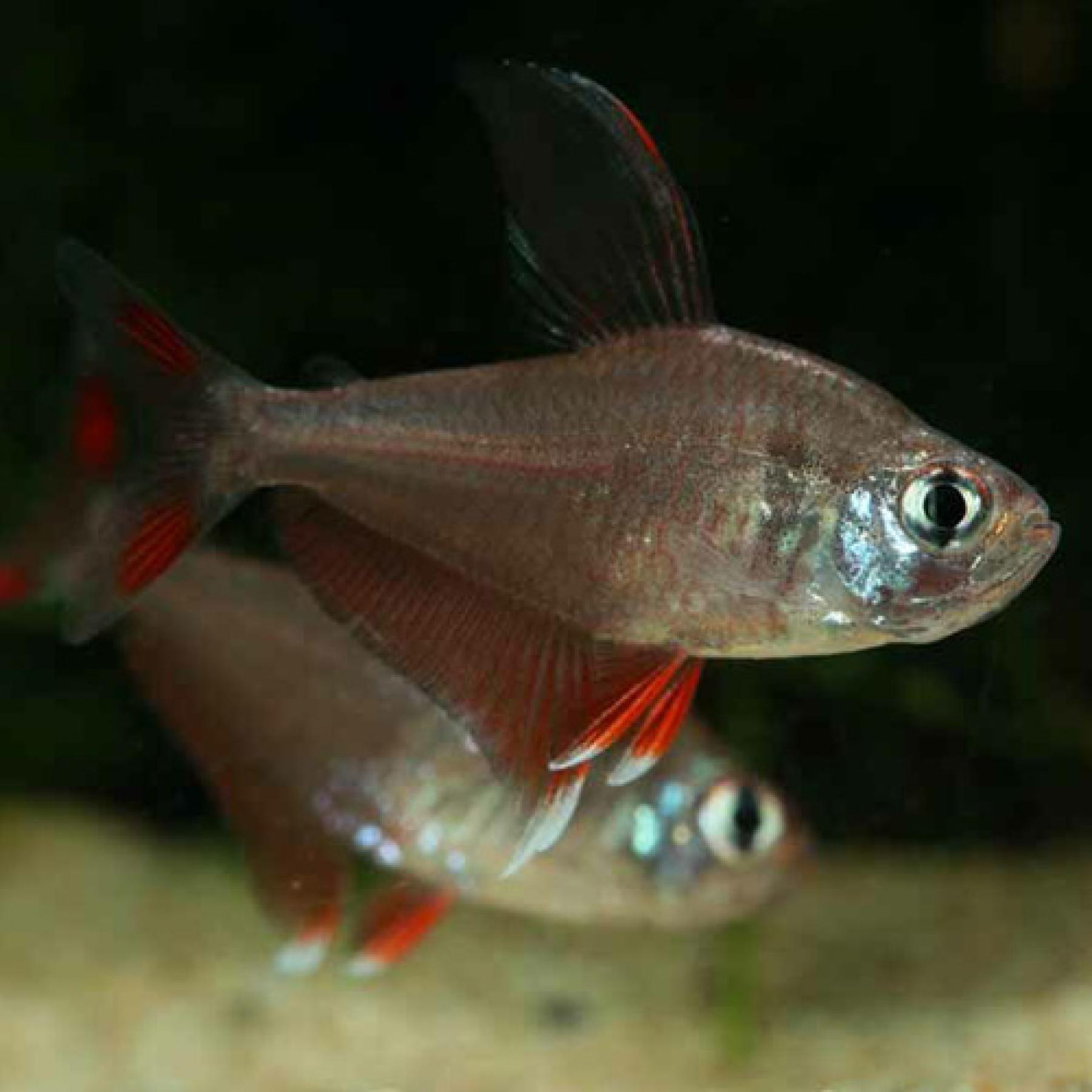 ロージーテトラ（Ｌ）