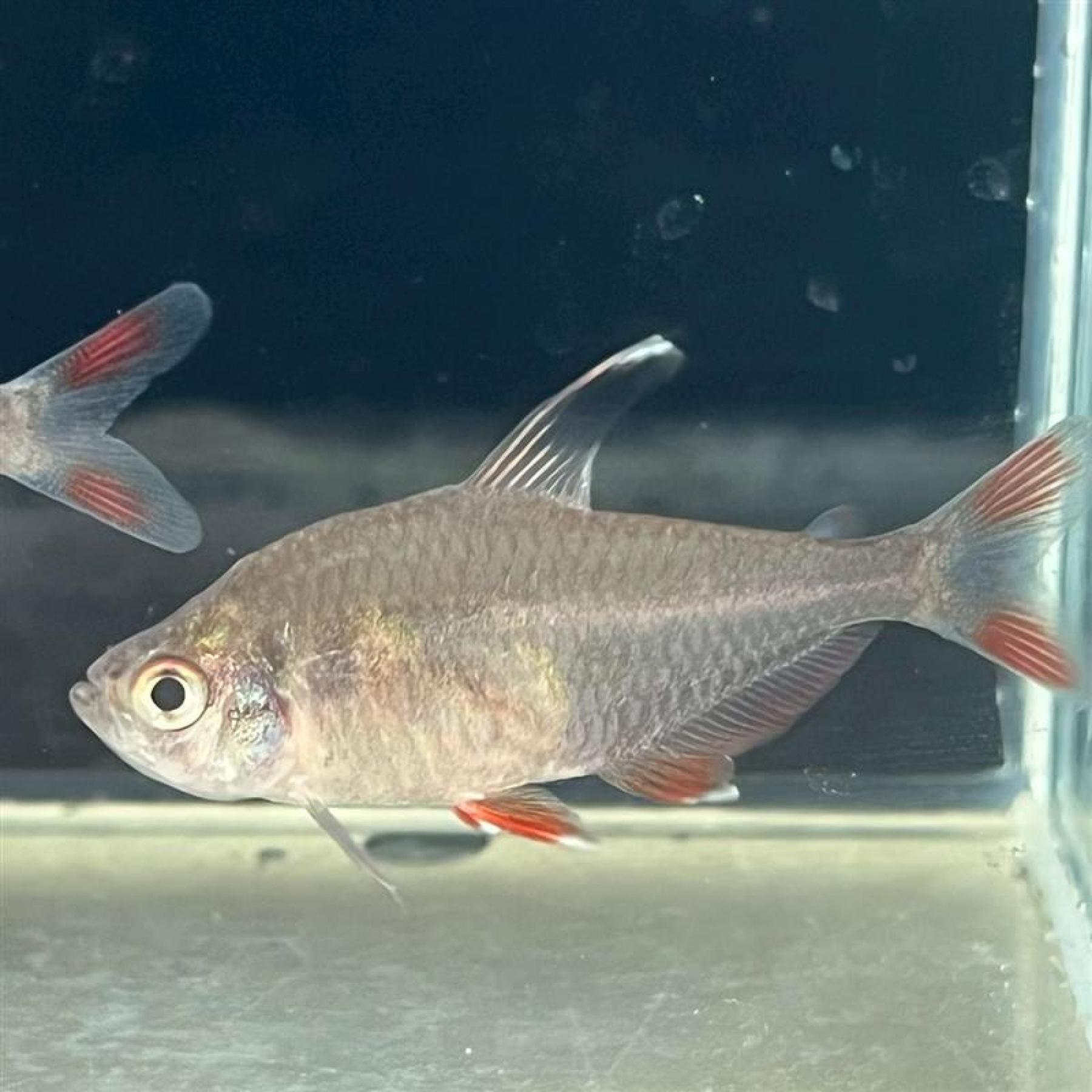 ロージーテトラ（ＸＬ）