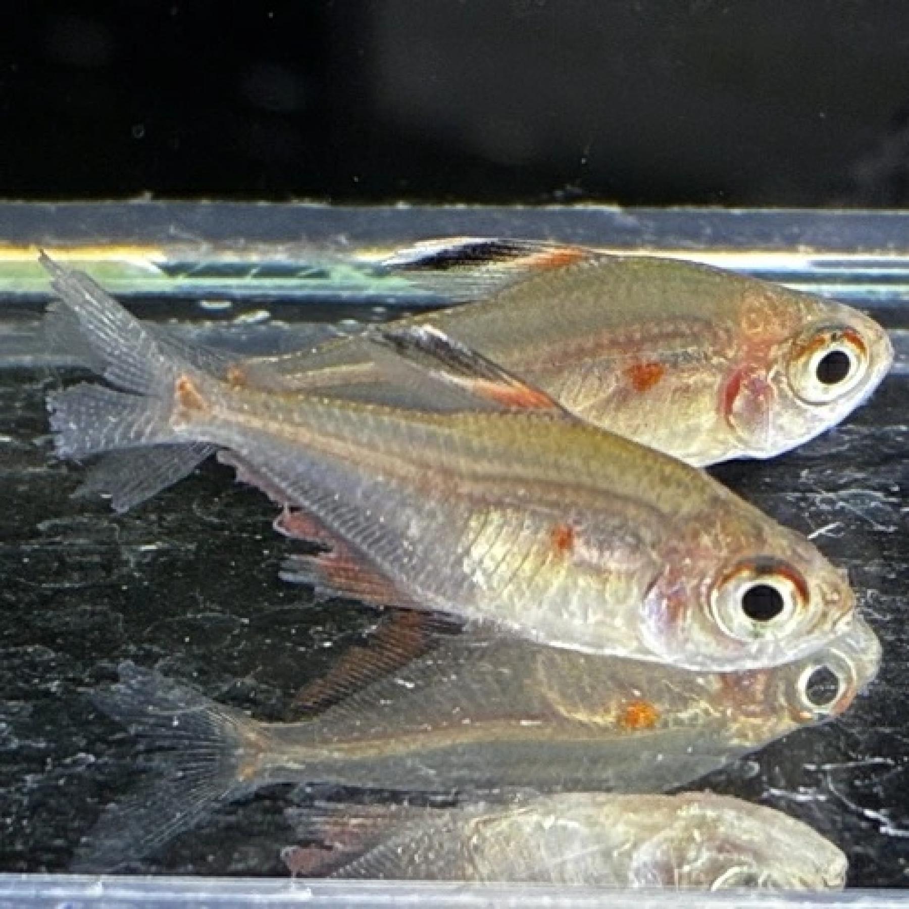 ソコロフィテトラ（コロンビア）