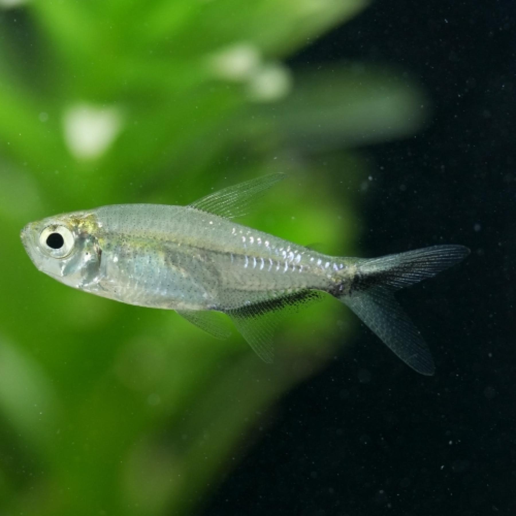 ジャックナイフテトラ（ブリード）