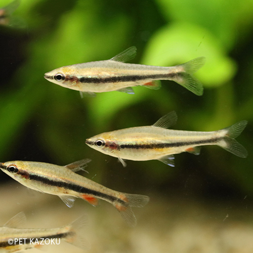 ナノストムス・ベックフォルディ（ブリード）