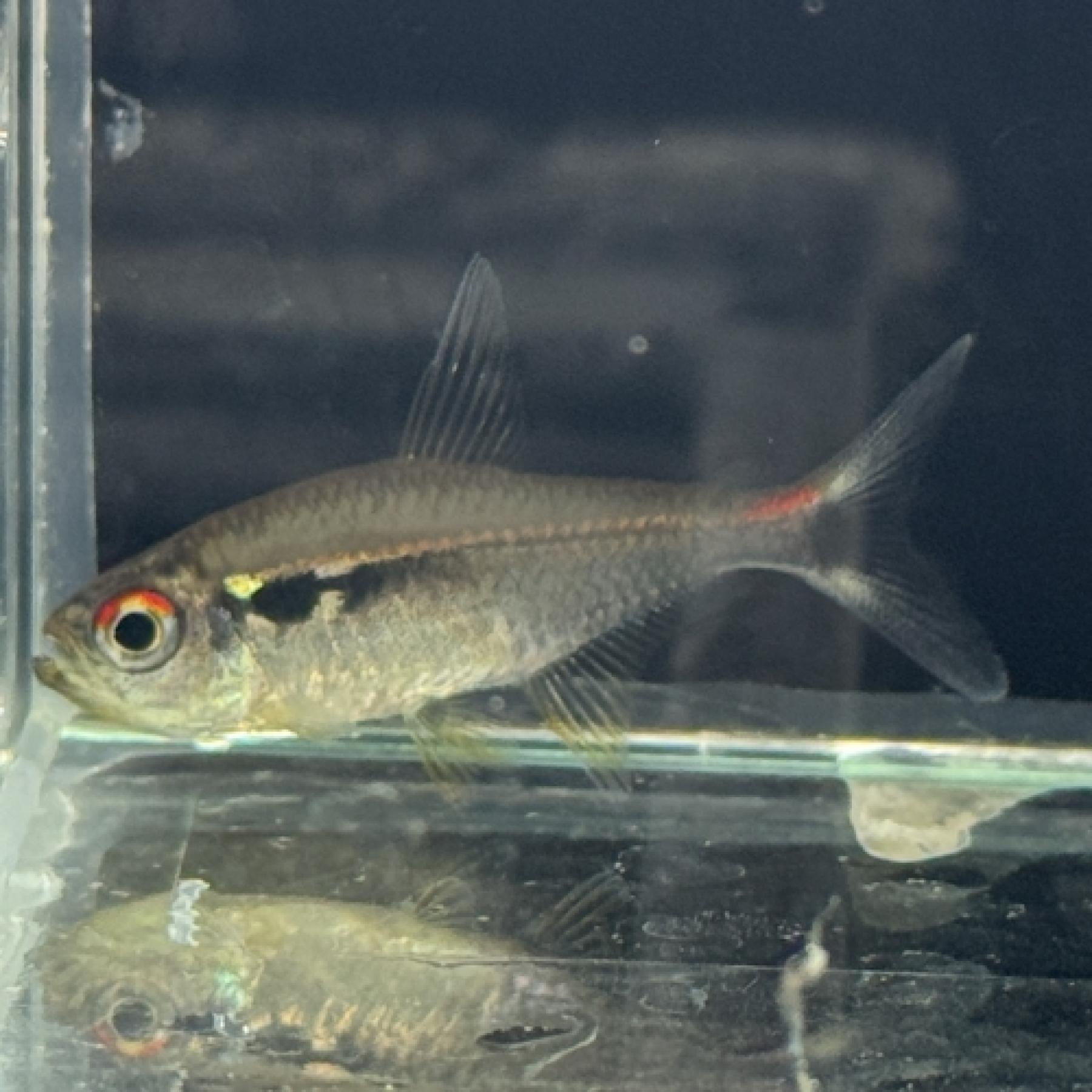 ハイフェソブリコン・アグルファ（タパジョス）