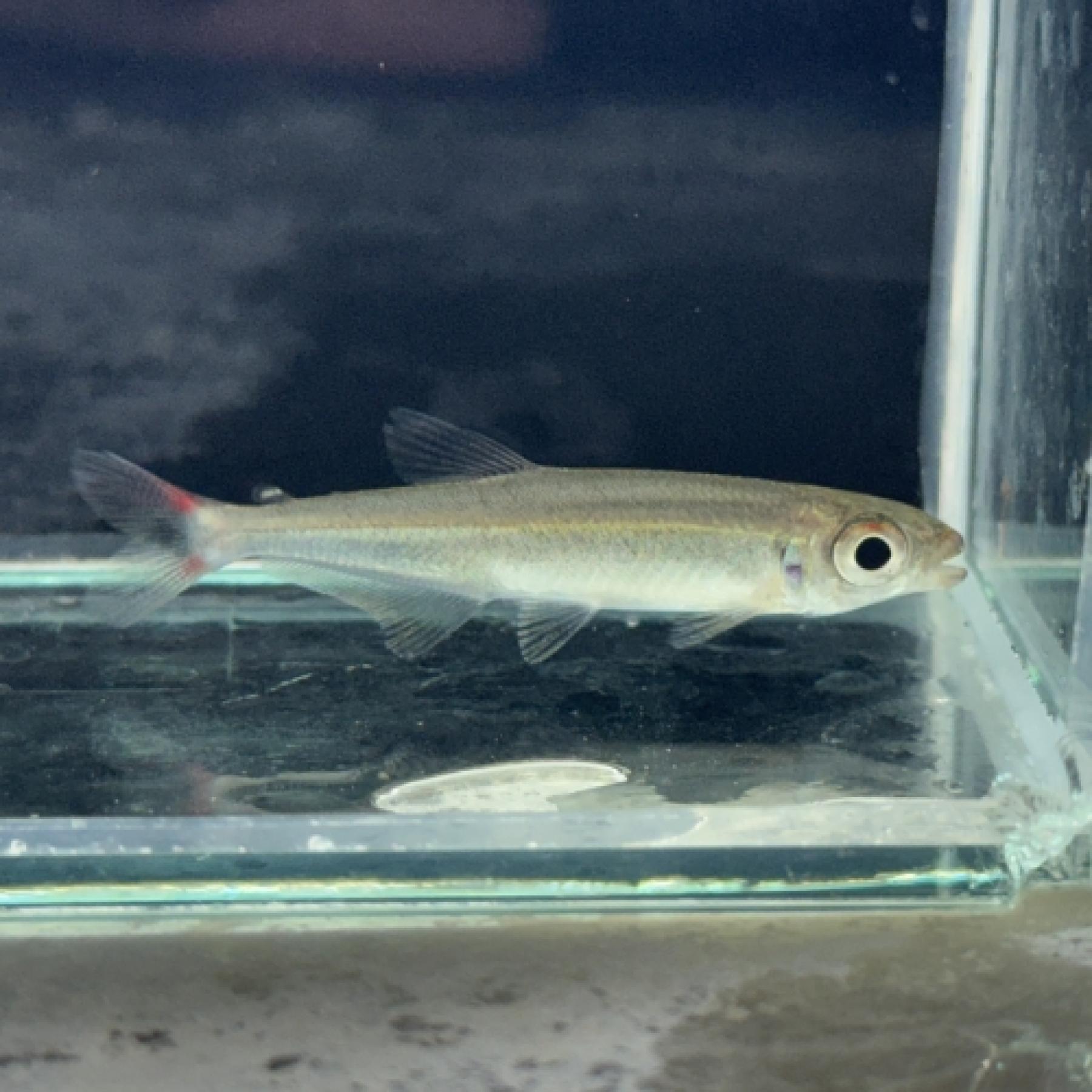 オーロライイグアノディクタス（タパジョス）