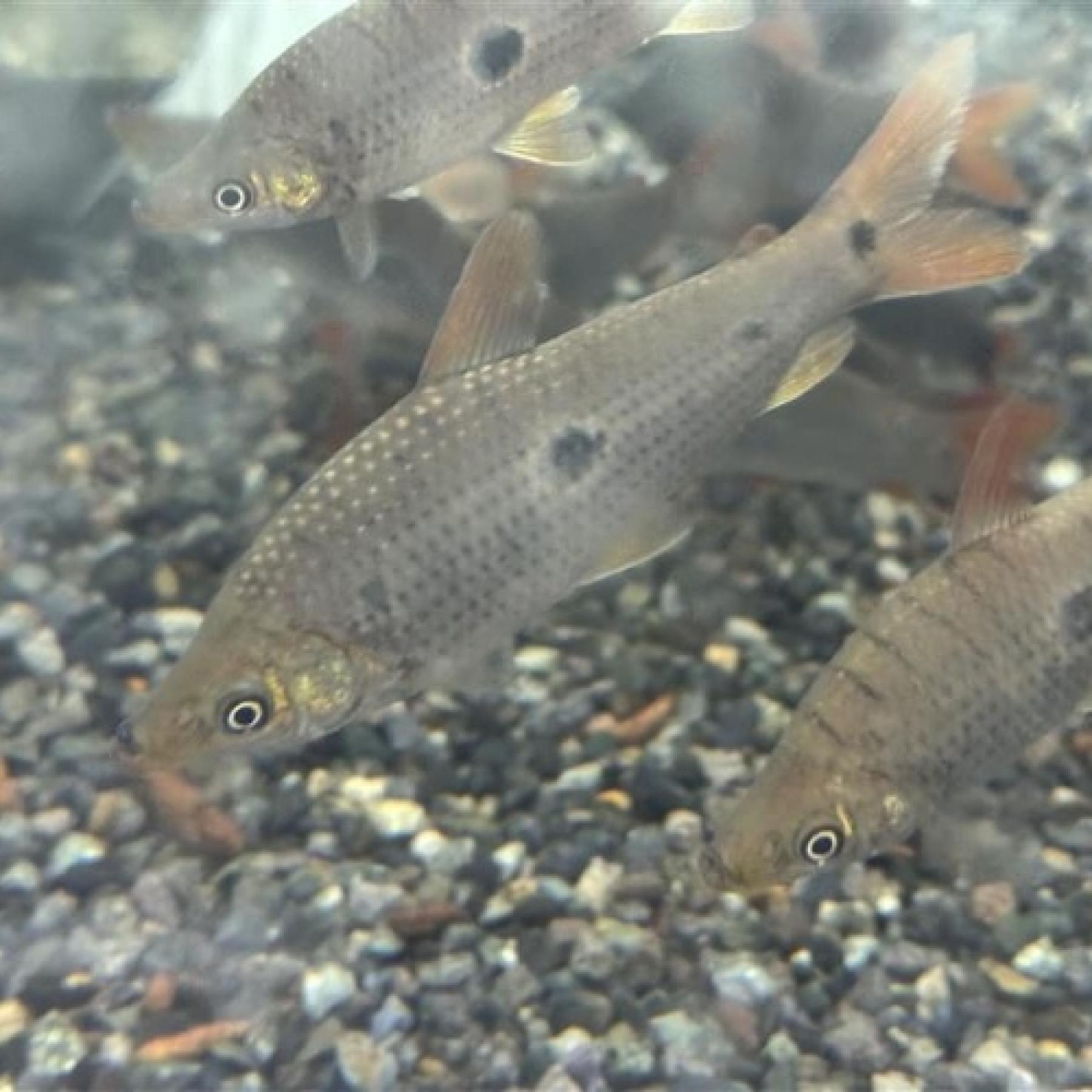 アノストムス・ウィンターボトミー