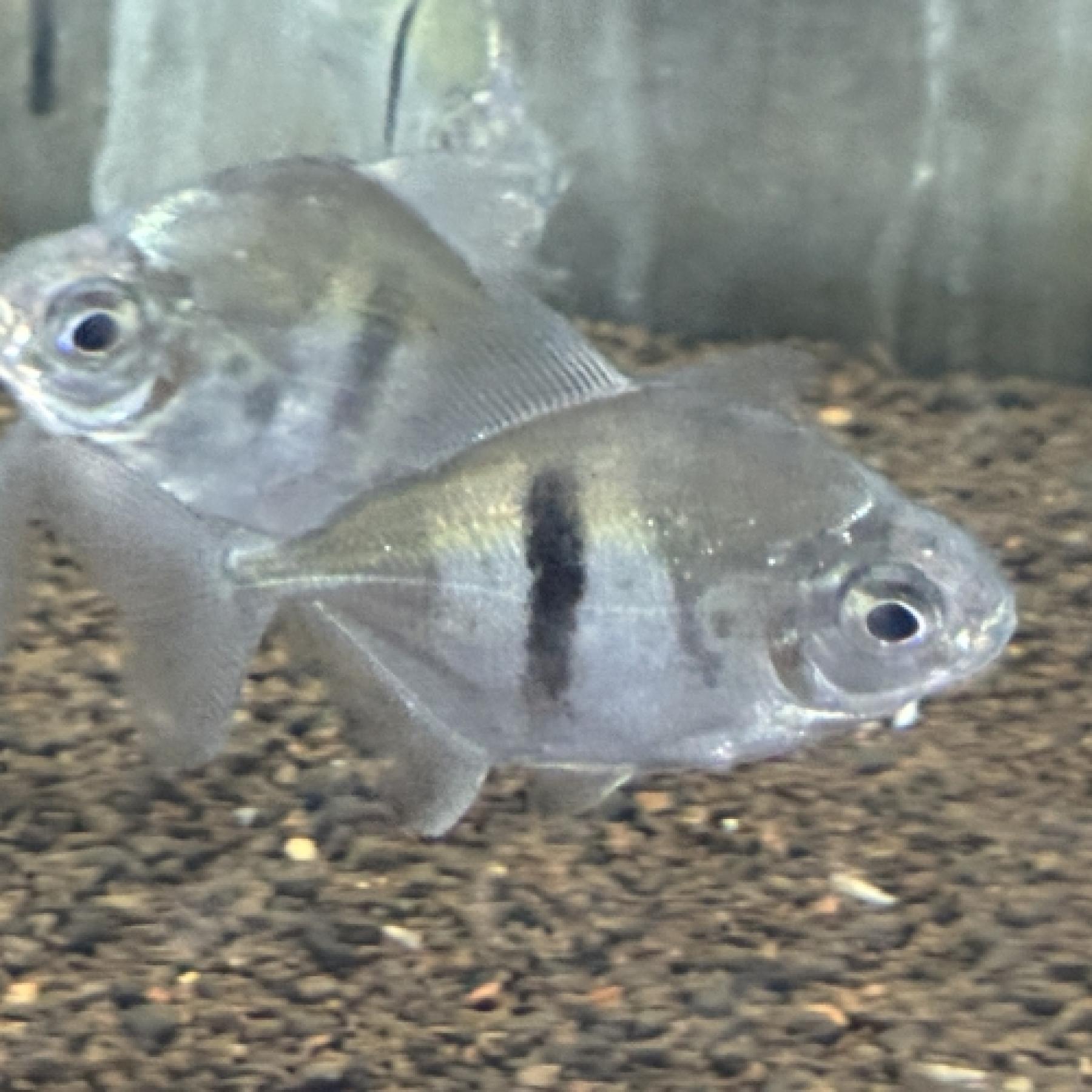 ブラックバンデッドメチニス（コロンビア）（M)