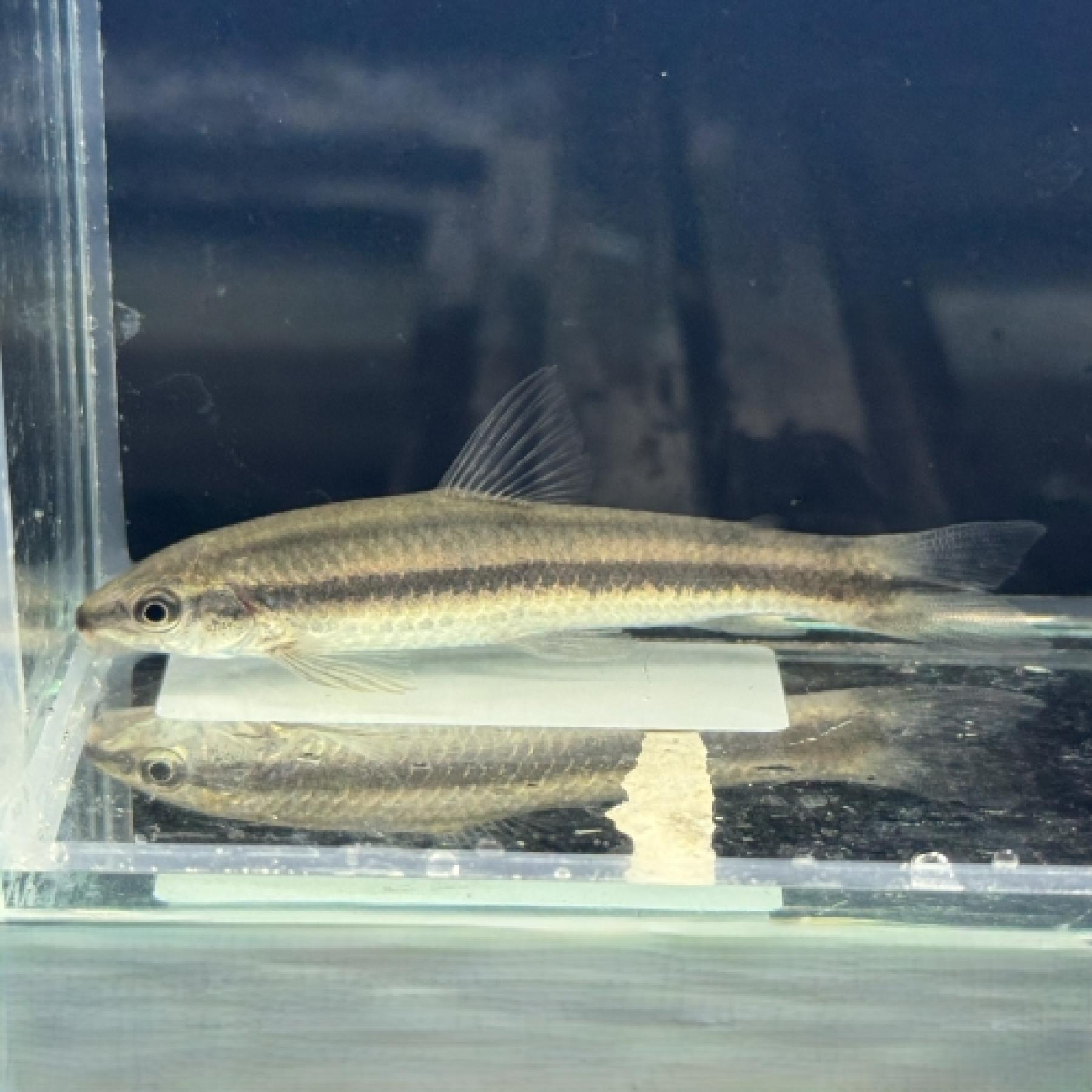 アパレイオドン・マクリシー（トカンチンス）