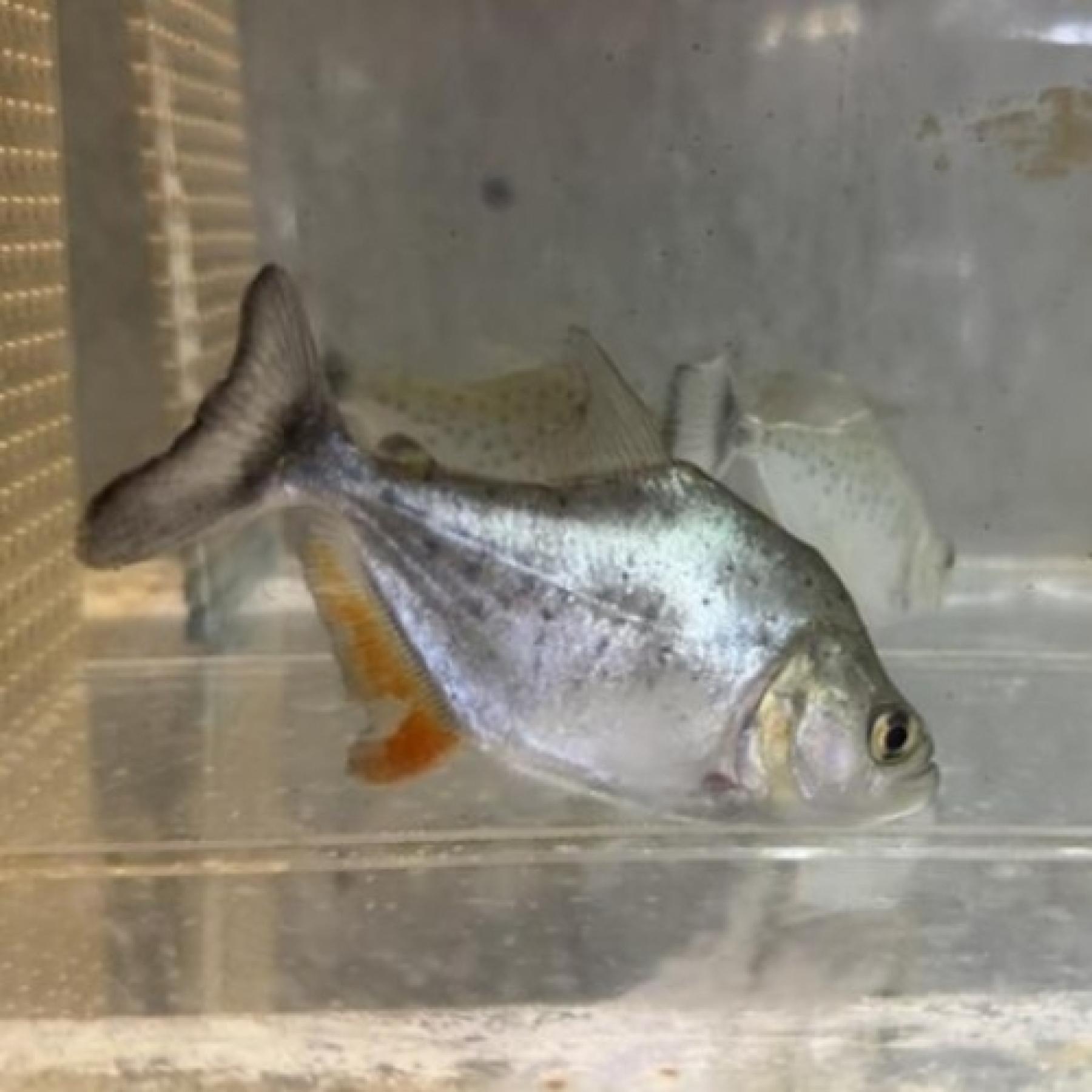 ピラニア・ピンダタ（プルス）