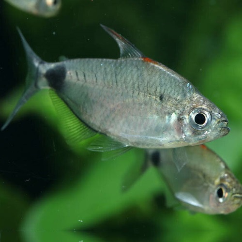 アフリカンムーンテトラ（コンゴ）