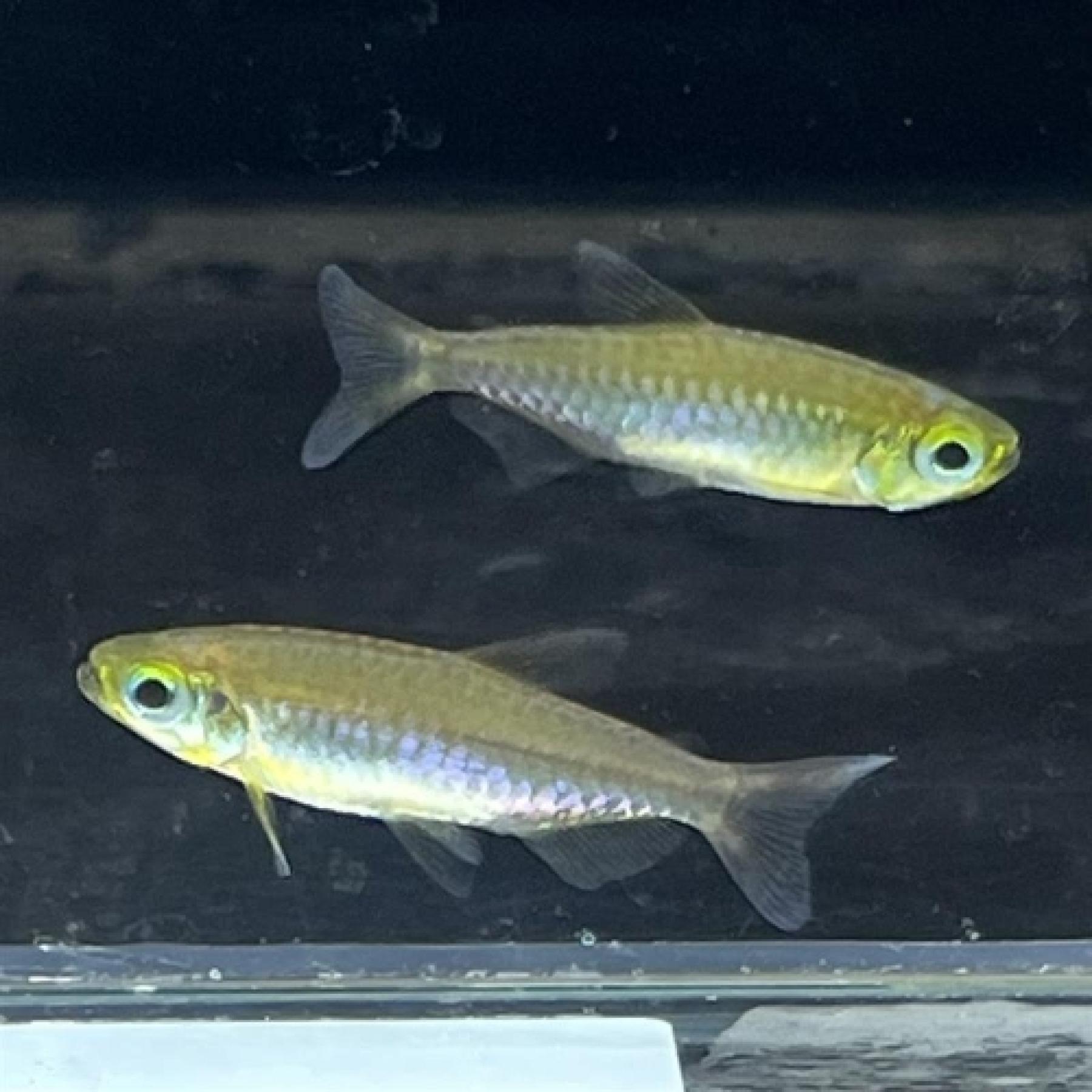 フェニックスコンゴテトラ（MAKOUA）雌雄指定不可