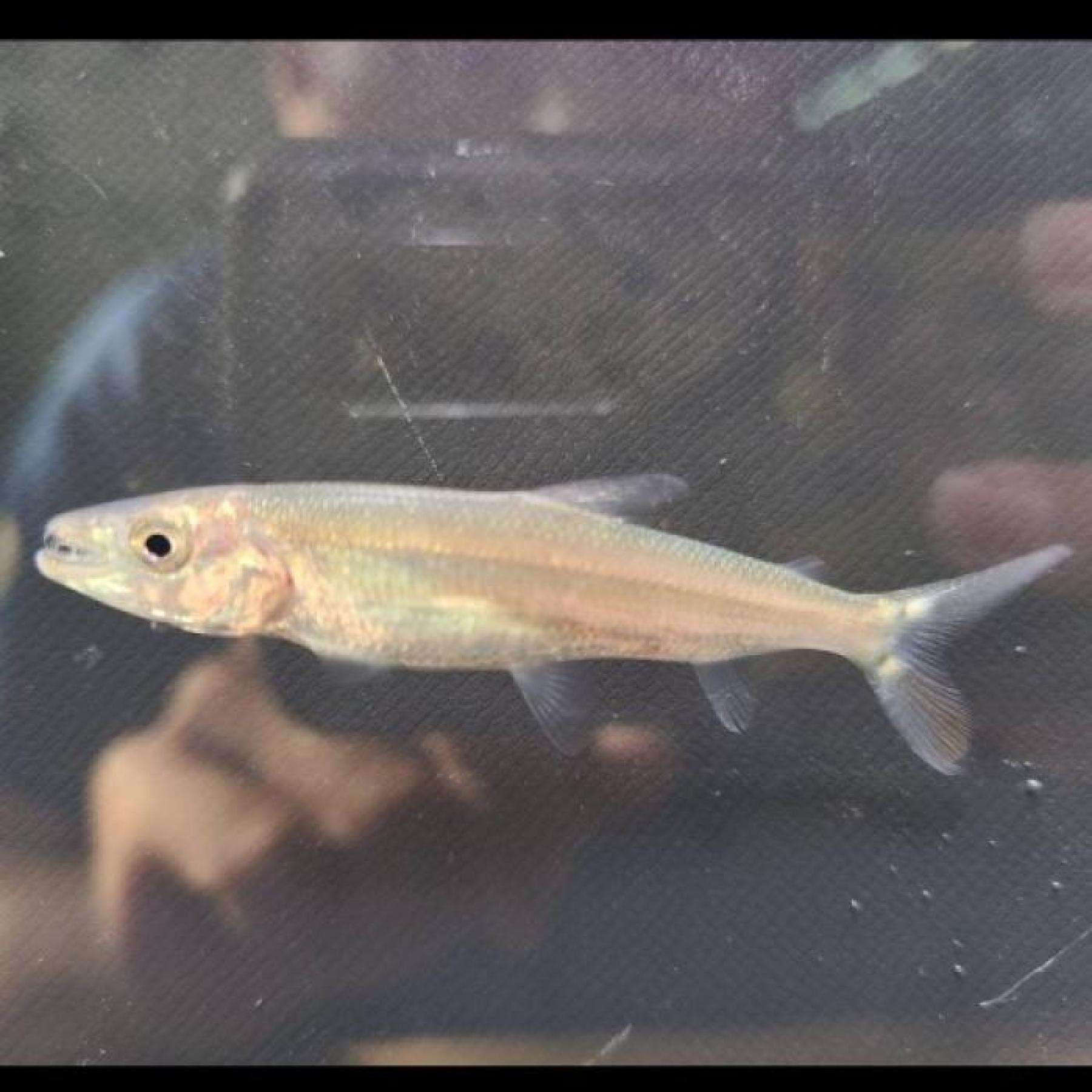 ゴリアテタイガーフィッシュ（コンゴ）