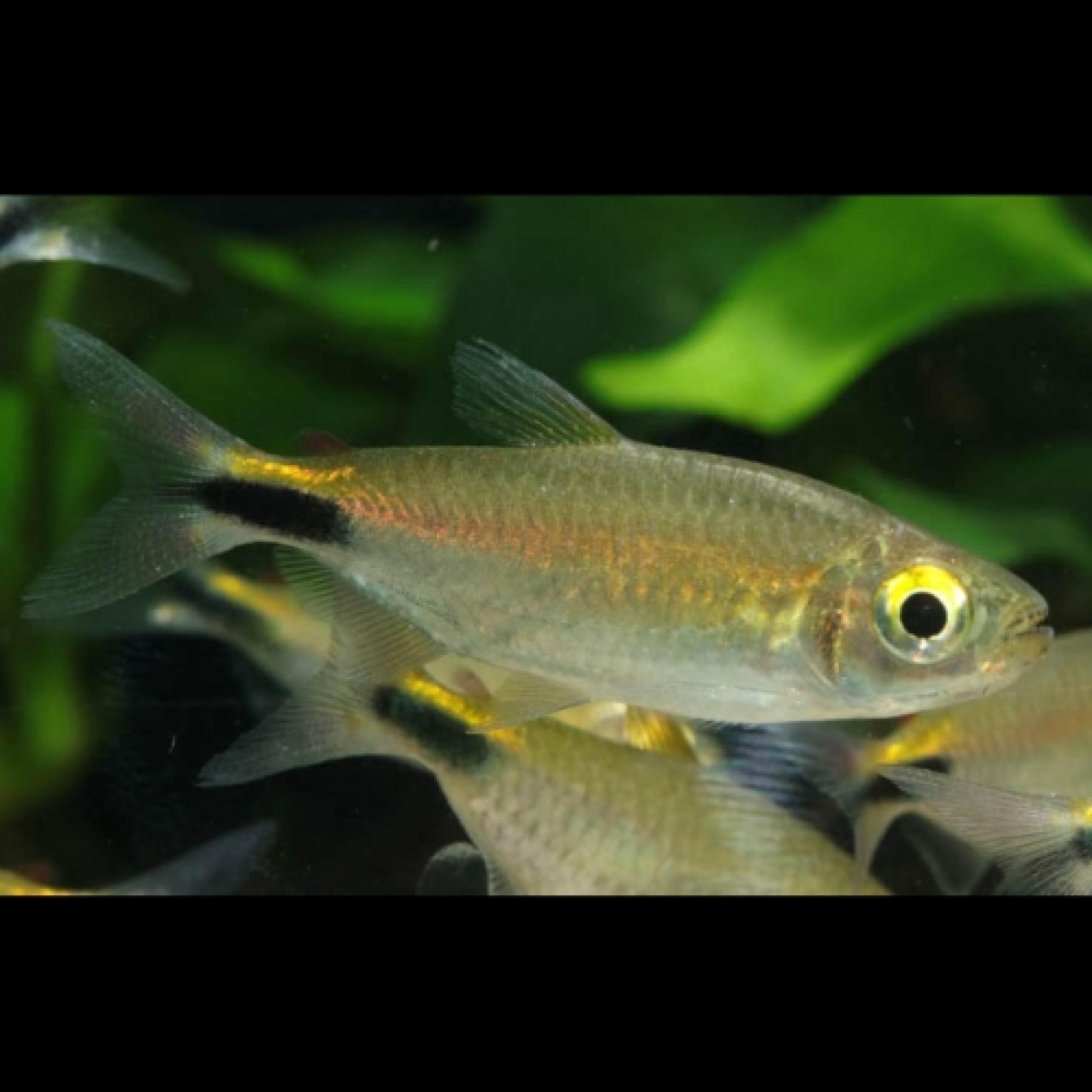 アレステス・ロンギピンニス