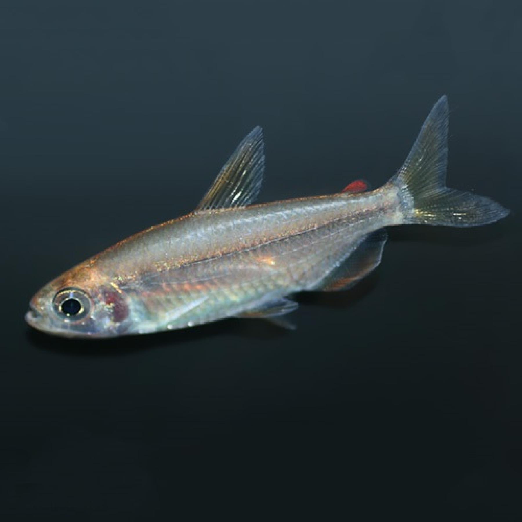 レインボーコンゴーテトラ（コンゴ）（Ｌ）＊雌雄指定不可