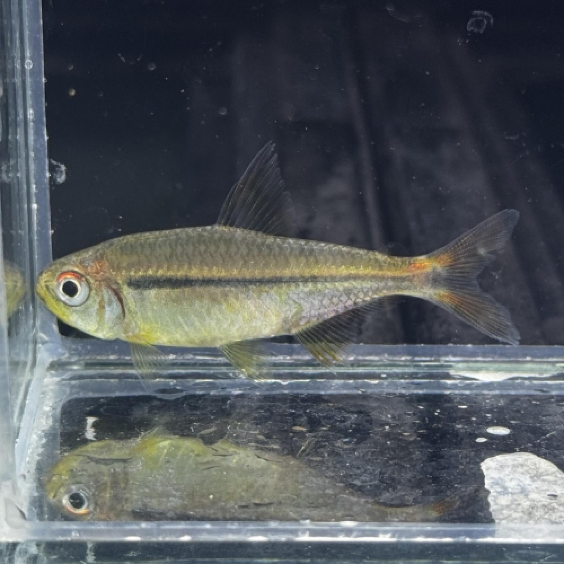 インペリアルテトラ（ペルー）