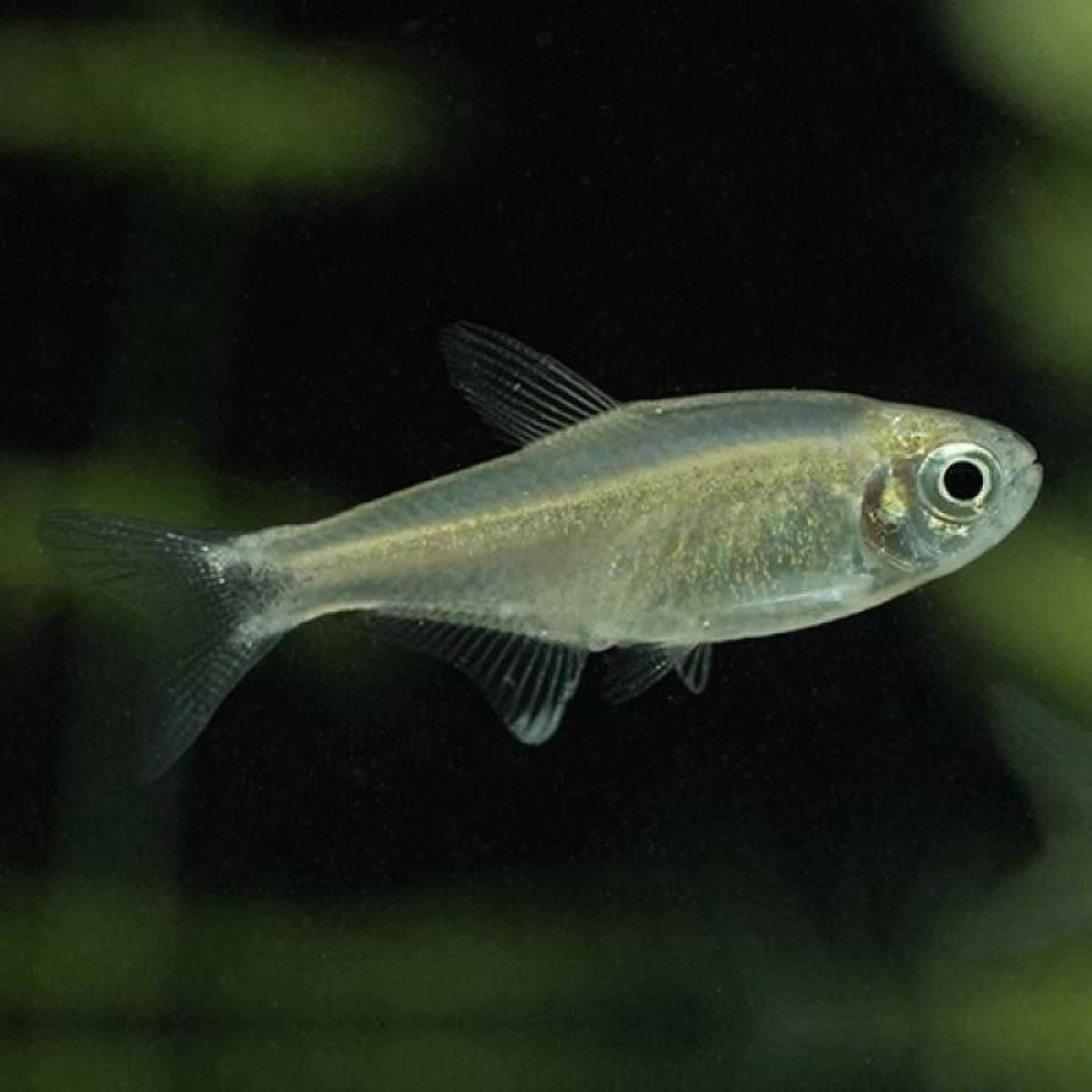 ハイフェソブリコン・ネゴダグア（パラグアス）