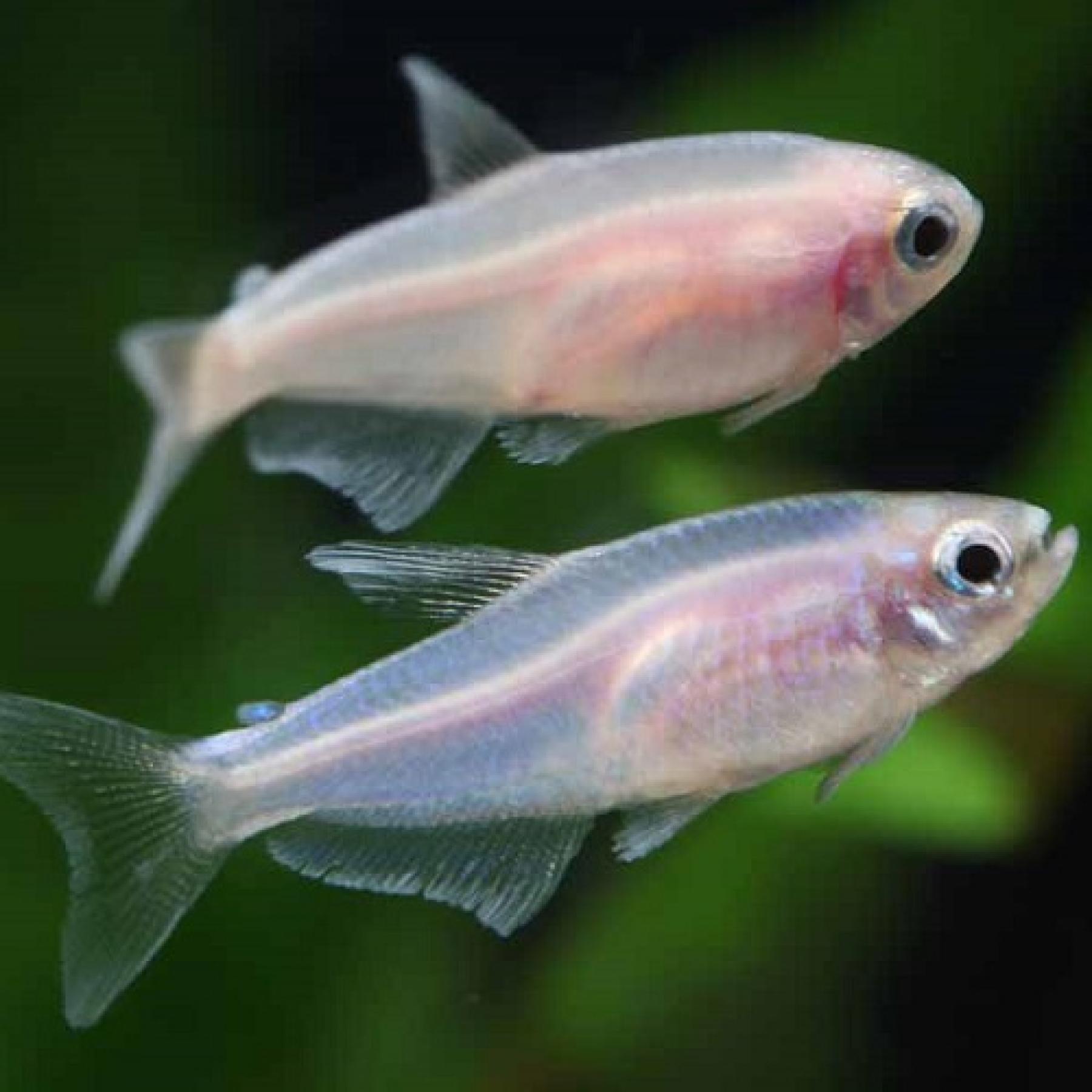 インパクティス・ケリーゴールド（ＥＵブリード）