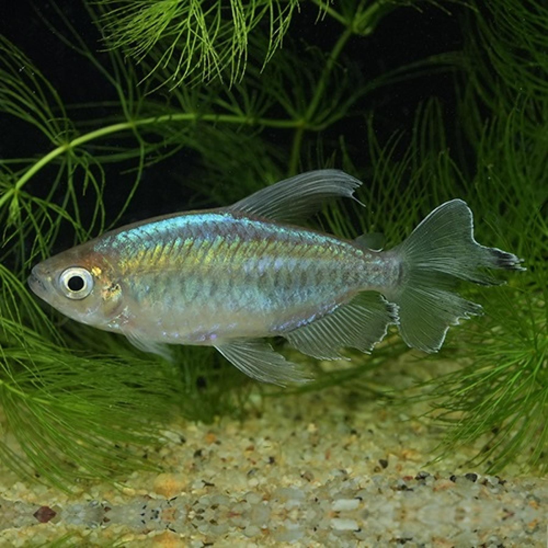 コンゴーテトラ（ブリード）（ＸＸＬ）