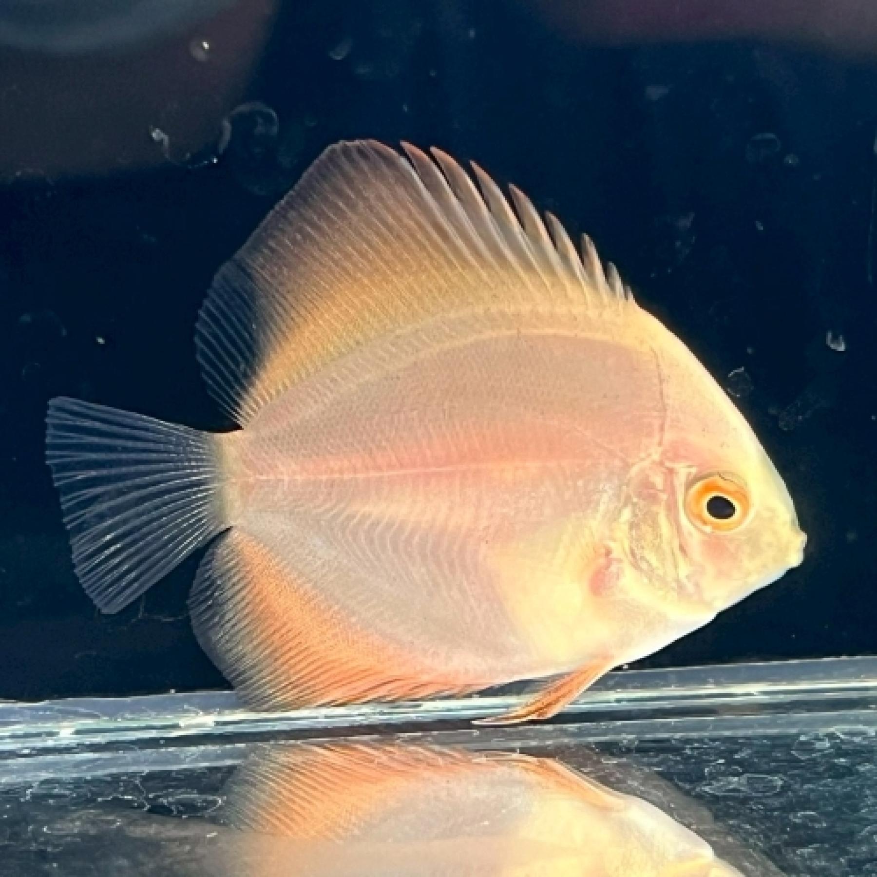 ゴールデンサンライズディスカス（ＳＭ）