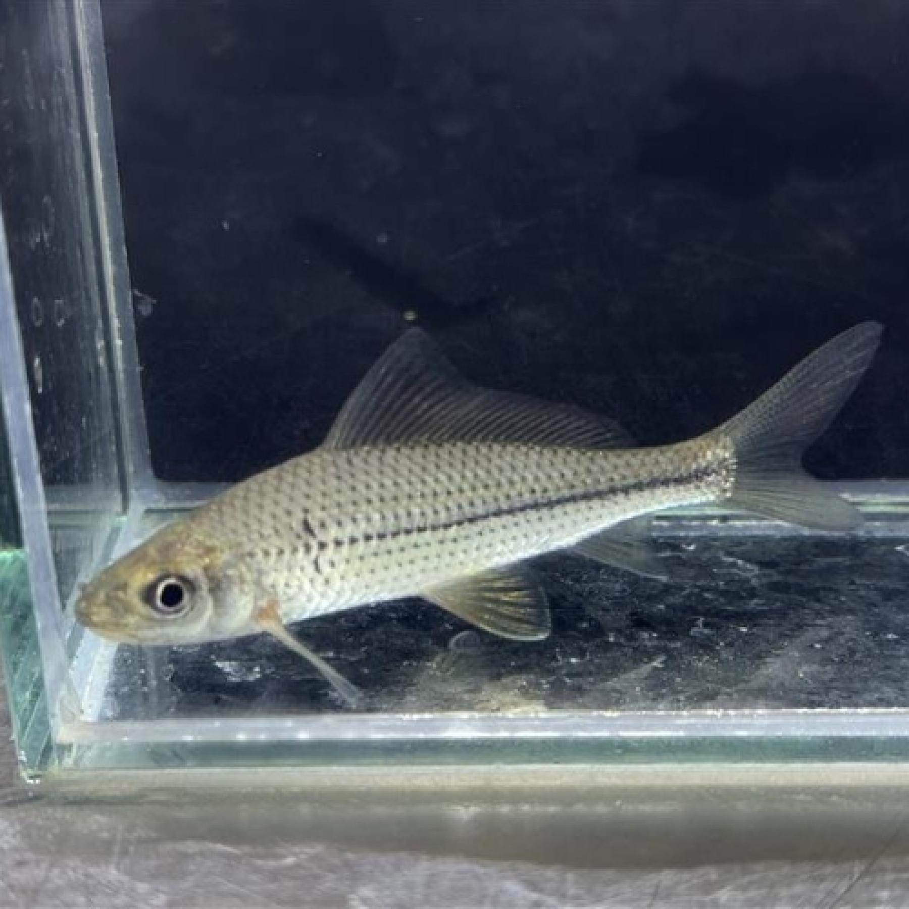 ラビオバルブス・リネアータス（中国)