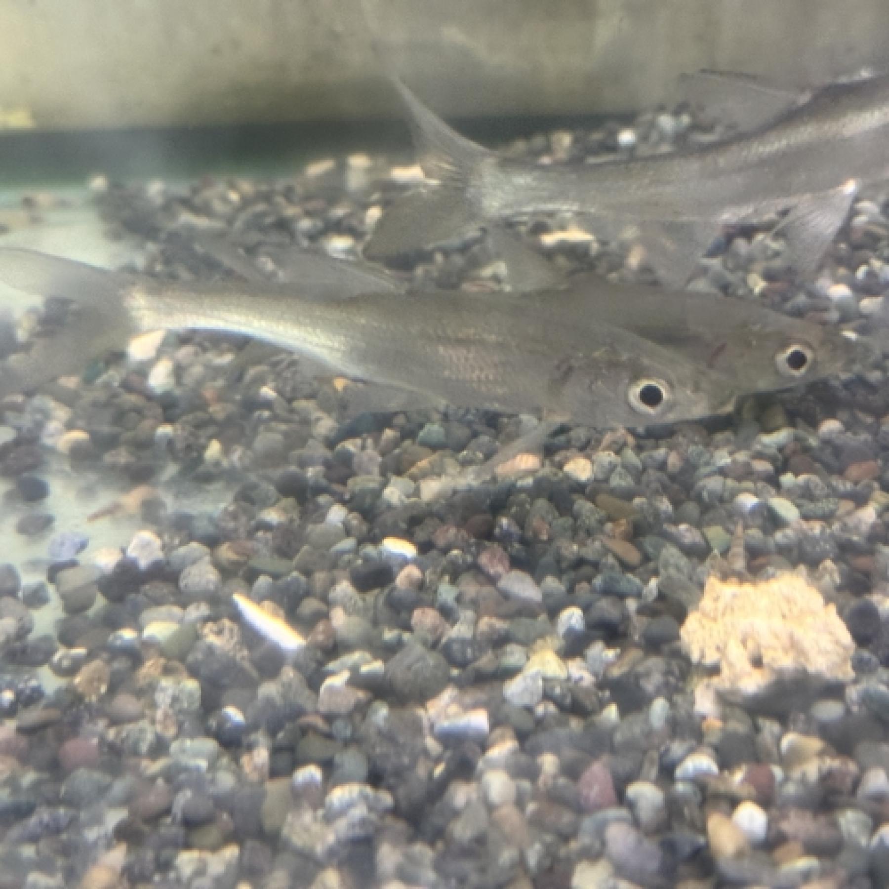 アンケリスロカルテル・ワンギ(中国)