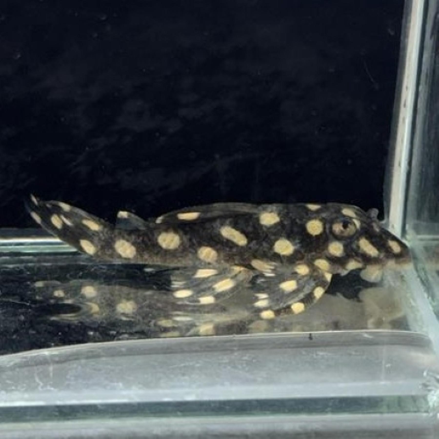 イエロースポットスタークラウンプレコ(コロンビア)(L210)