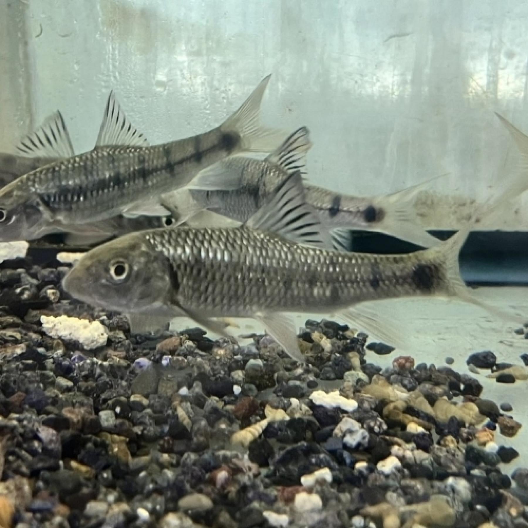 台湾ハナマガリ