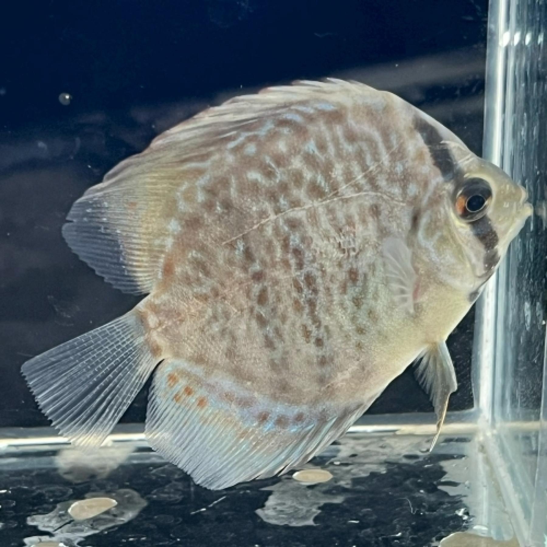 レオパードスポットディスカス（ＳＭ）