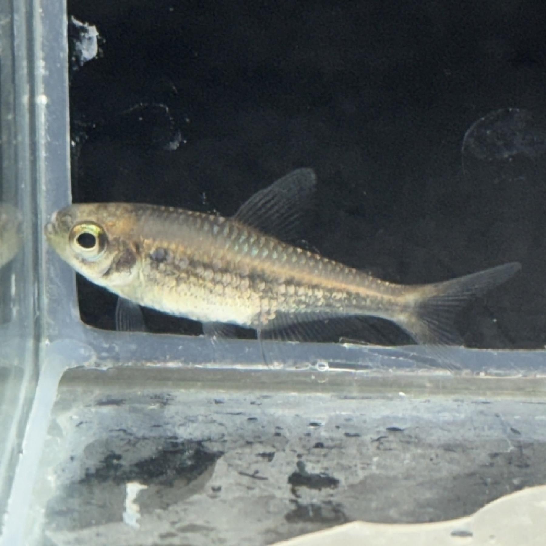 イエローコギャルテトラ(ブリード)