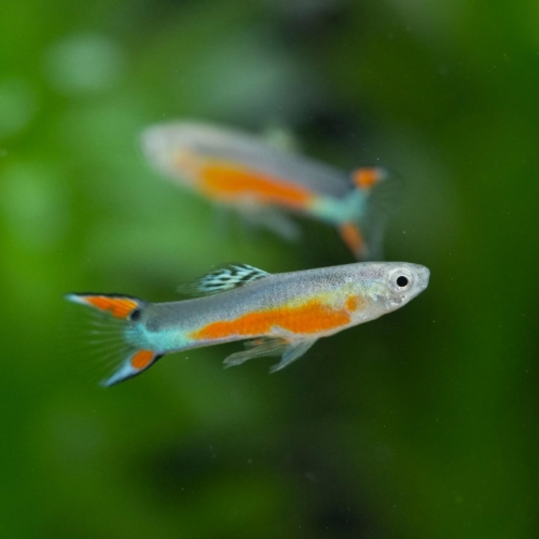 輸入グッピー　エンドラーズサンタマリアレッド（オス）