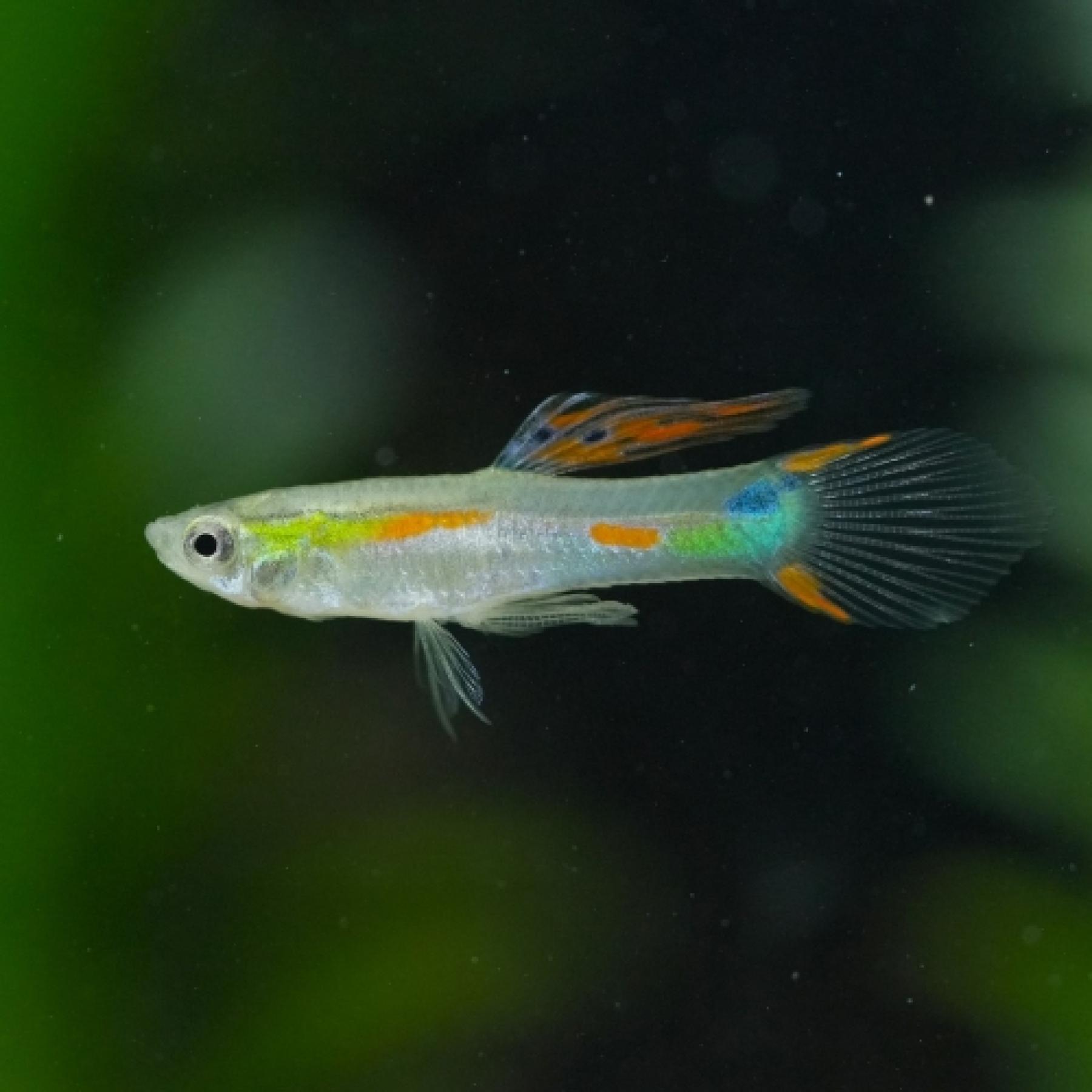 輸入グッピー　エンドラーズ　レッドネオン（オス）