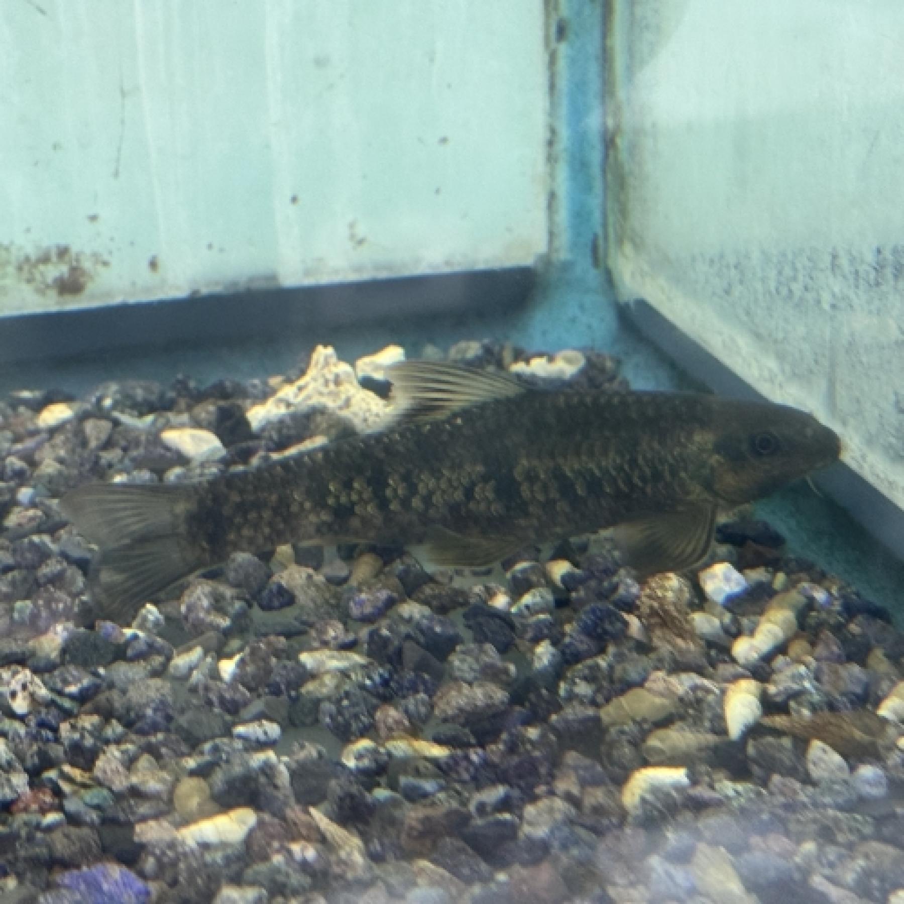 シュードクロッソケイルス・ニグロビッタータス(中国）