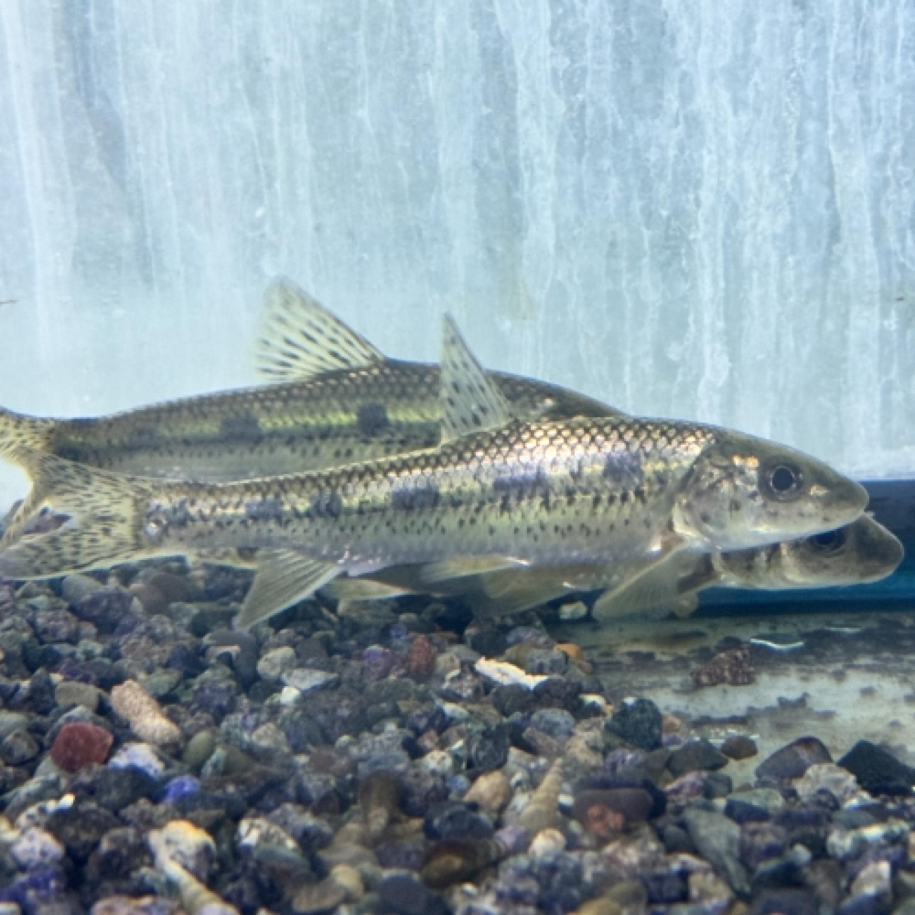 ベリゴビオ・ヌムミフェール(中国）