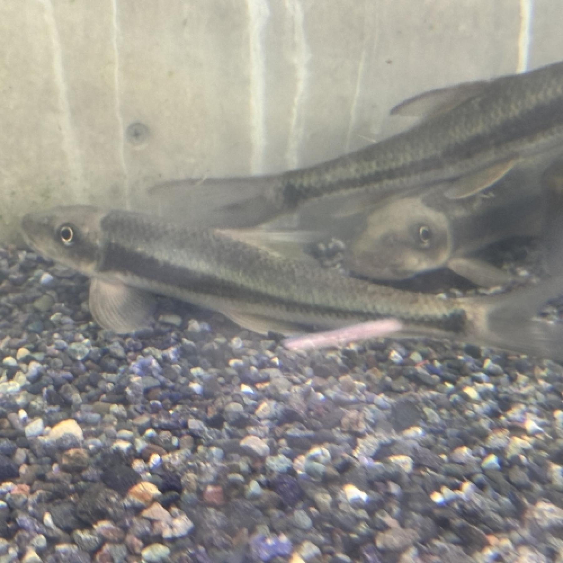 ガラ・インベルバ(中国）