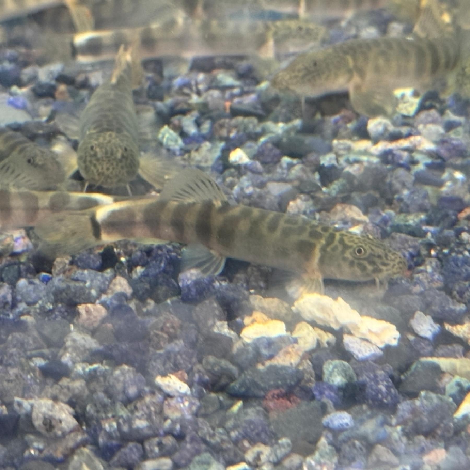 スキストラ・マクロタエニア（中国）