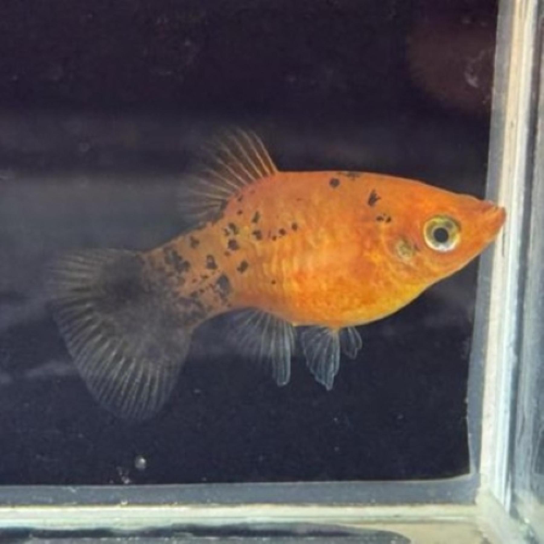 レッドキャリコプラティ