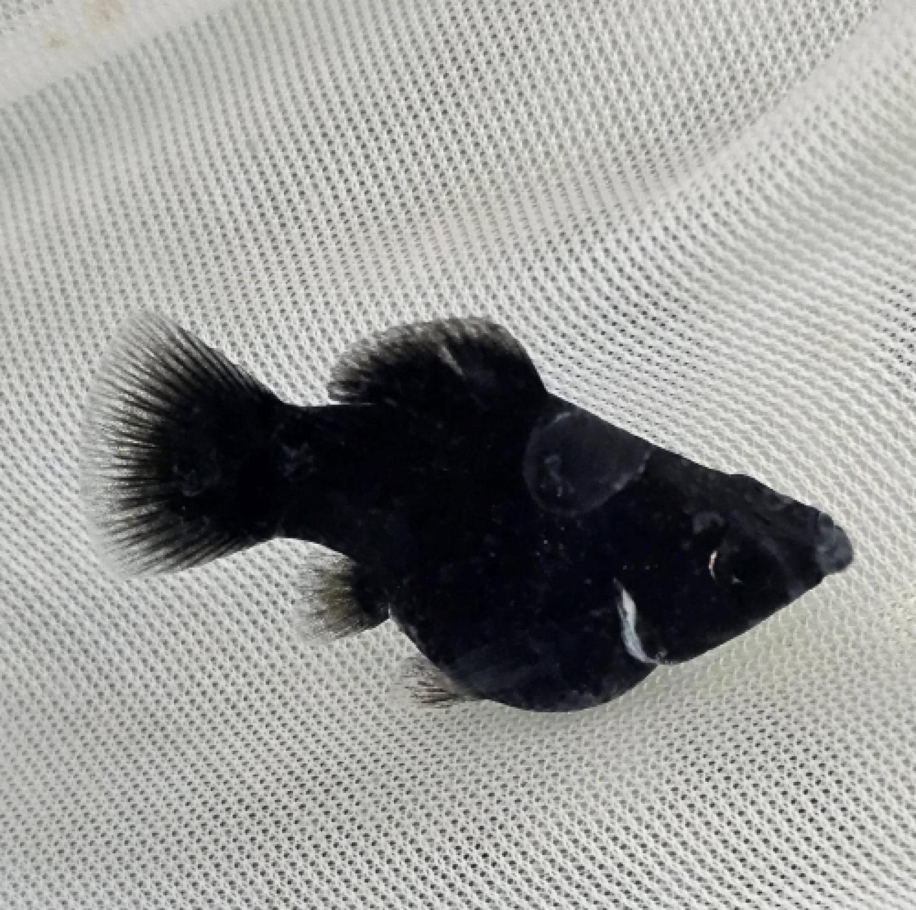 ブラックバルーンモーリー