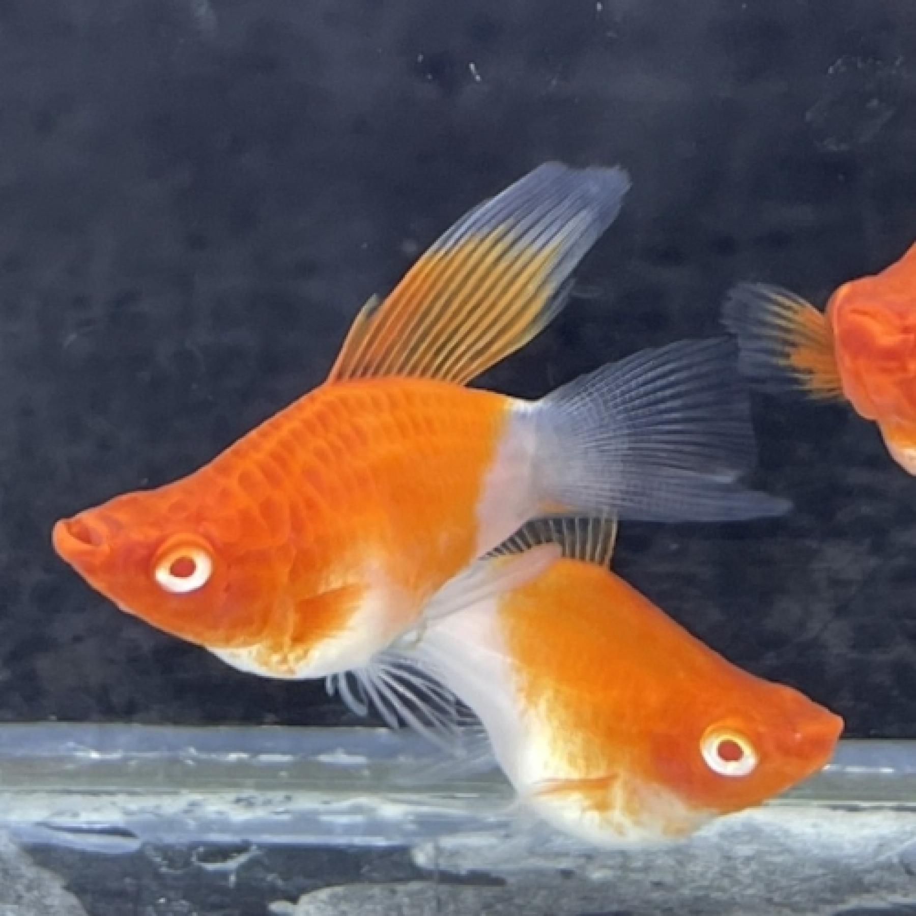 バルーン紅白ソード