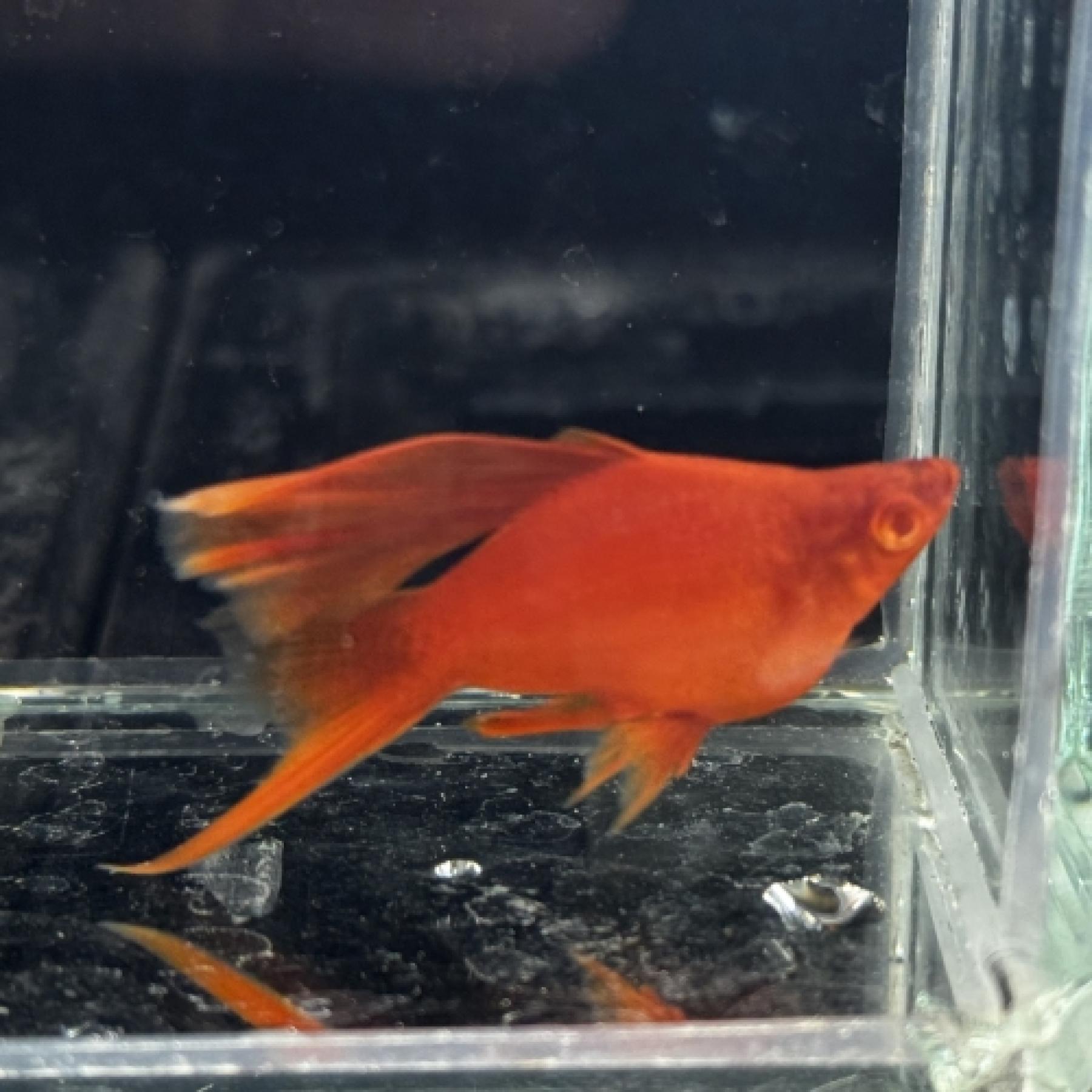 ハイフィンブラッドレッドバルーンソード