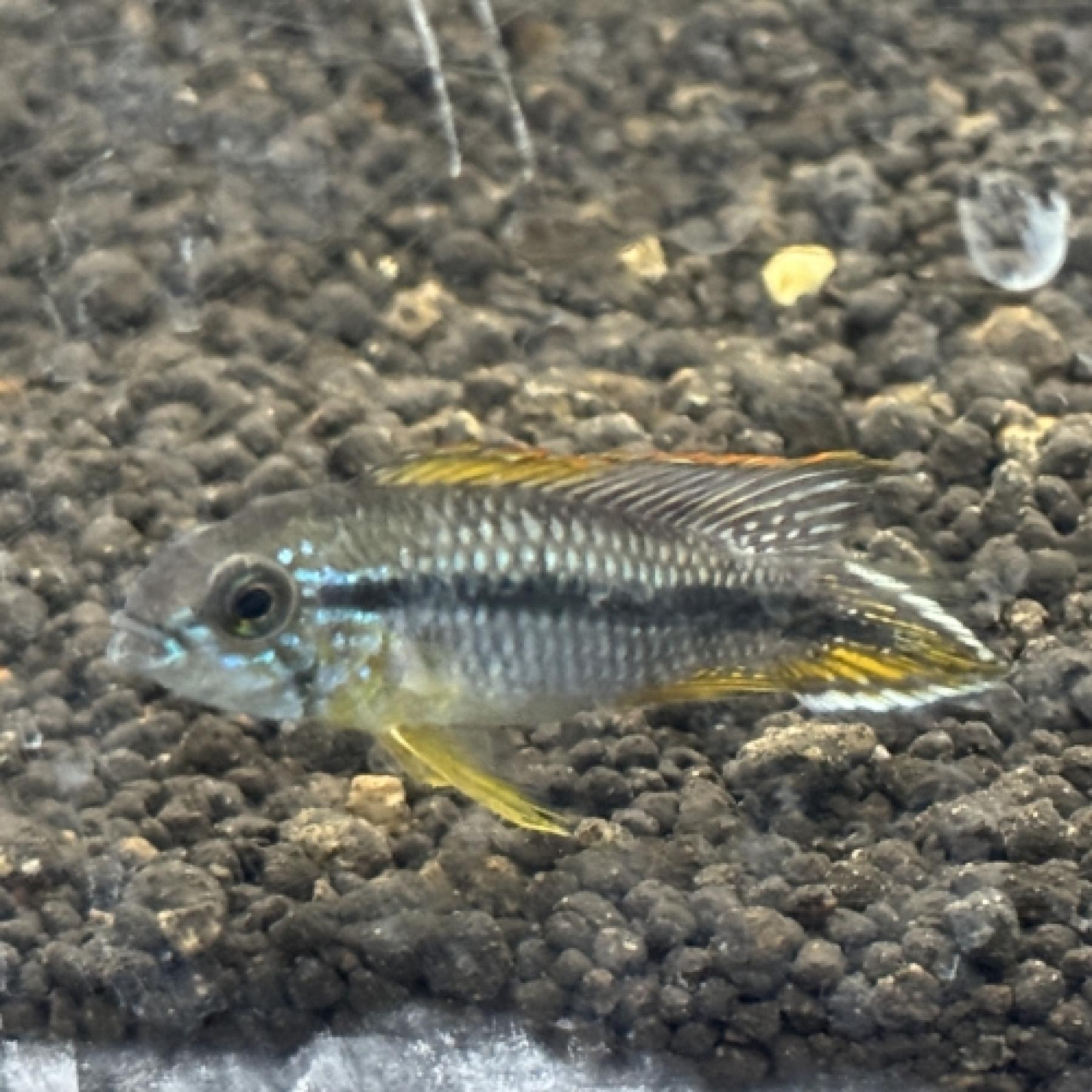 Ａｐアガシジ（Ｒｉｏ　Ｍｉｔｕ）（ＥＵブリード）（ペア）