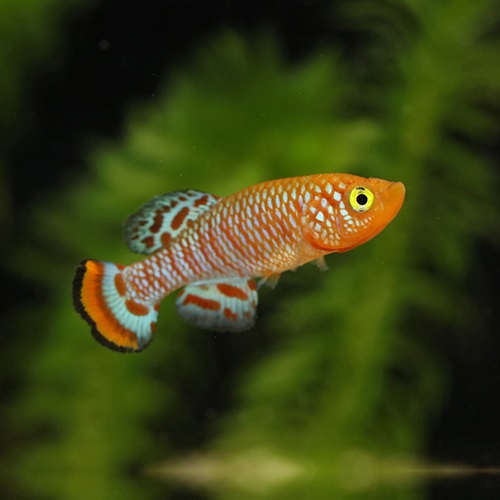 ノソブランキウス・ラコビー（EUブリード）（ペア）