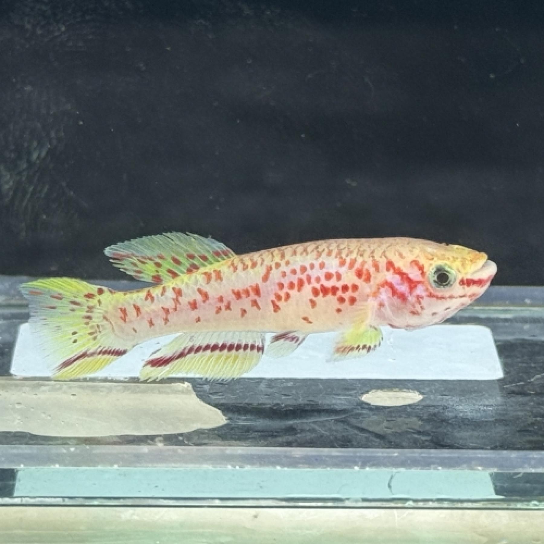 フンデュロパンチャックス・ガードネリーゴールドＥＵブリードペア